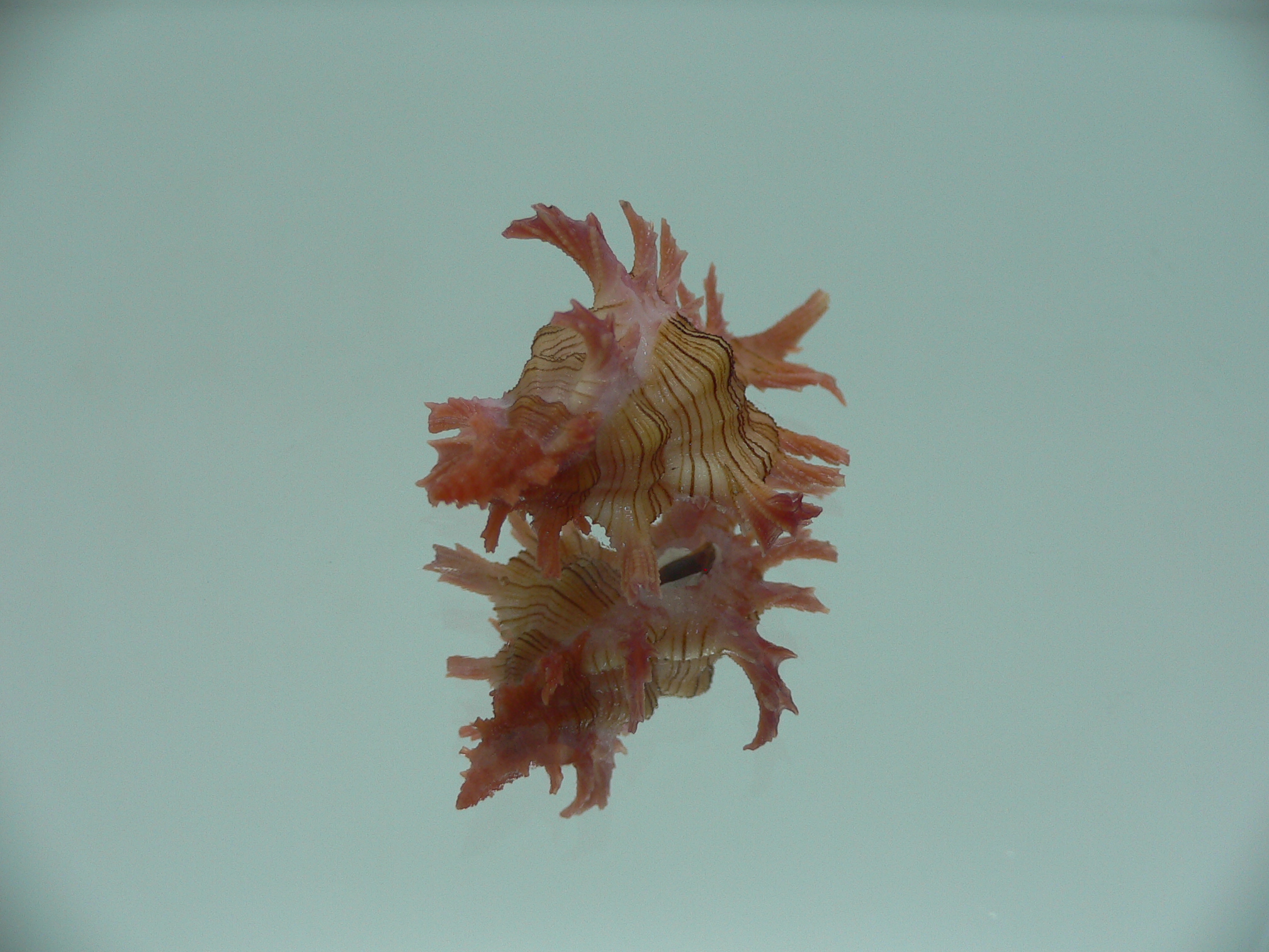 Chicoreus aculeatus BABY