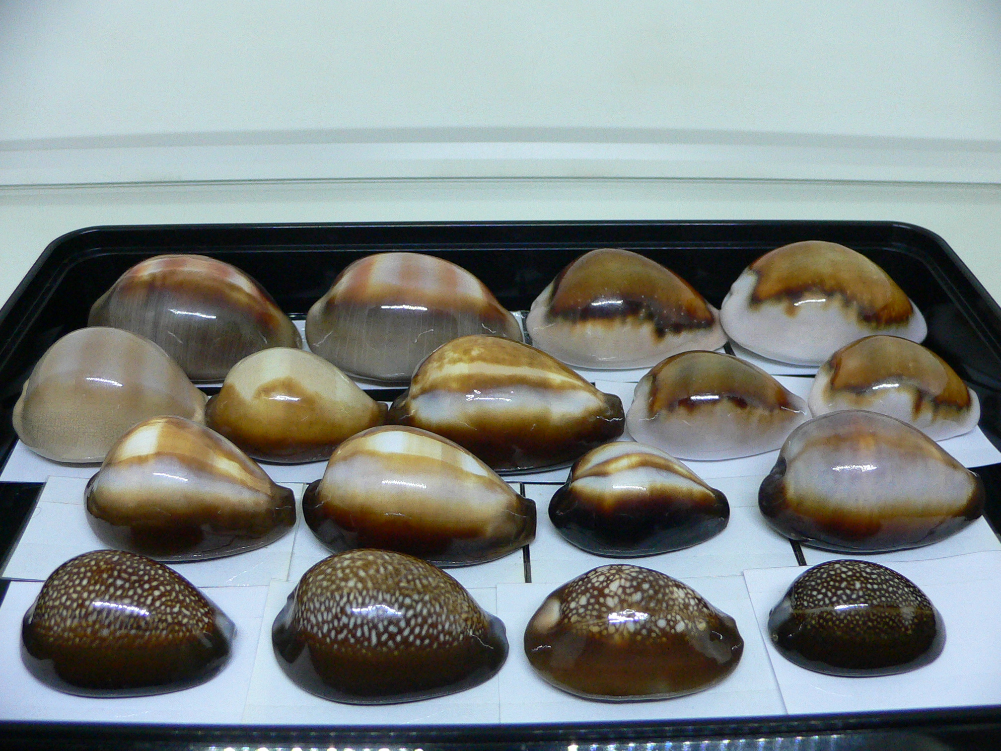 Cypraea onyx
