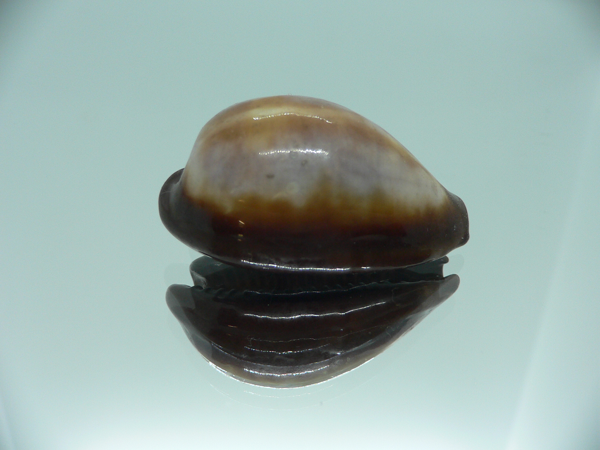 Cypraea onyx