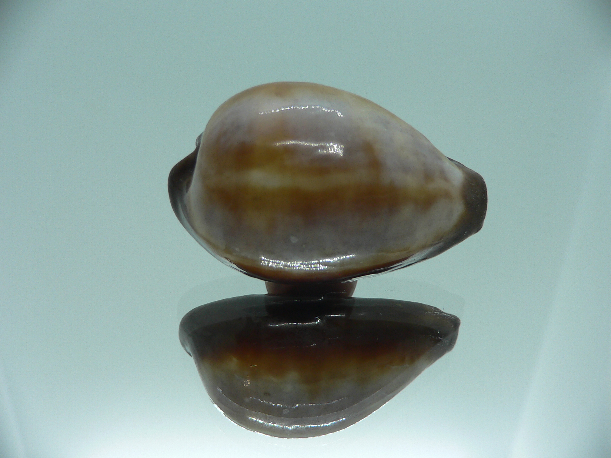 Cypraea onyx