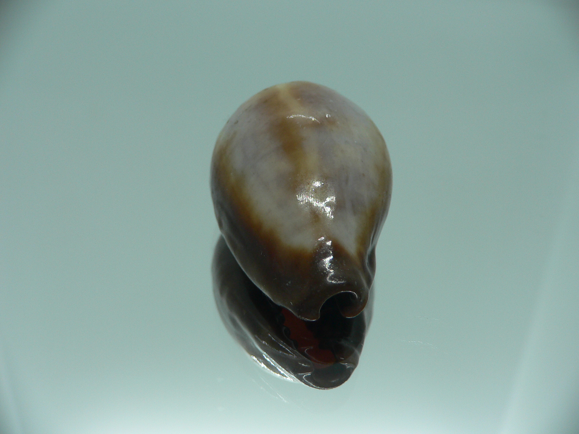 Cypraea onyx