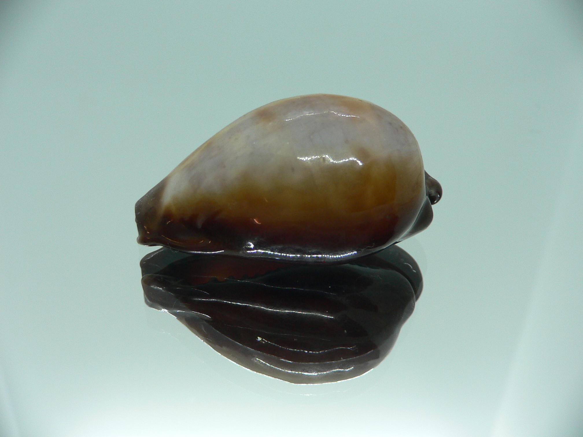 Cypraea onyx