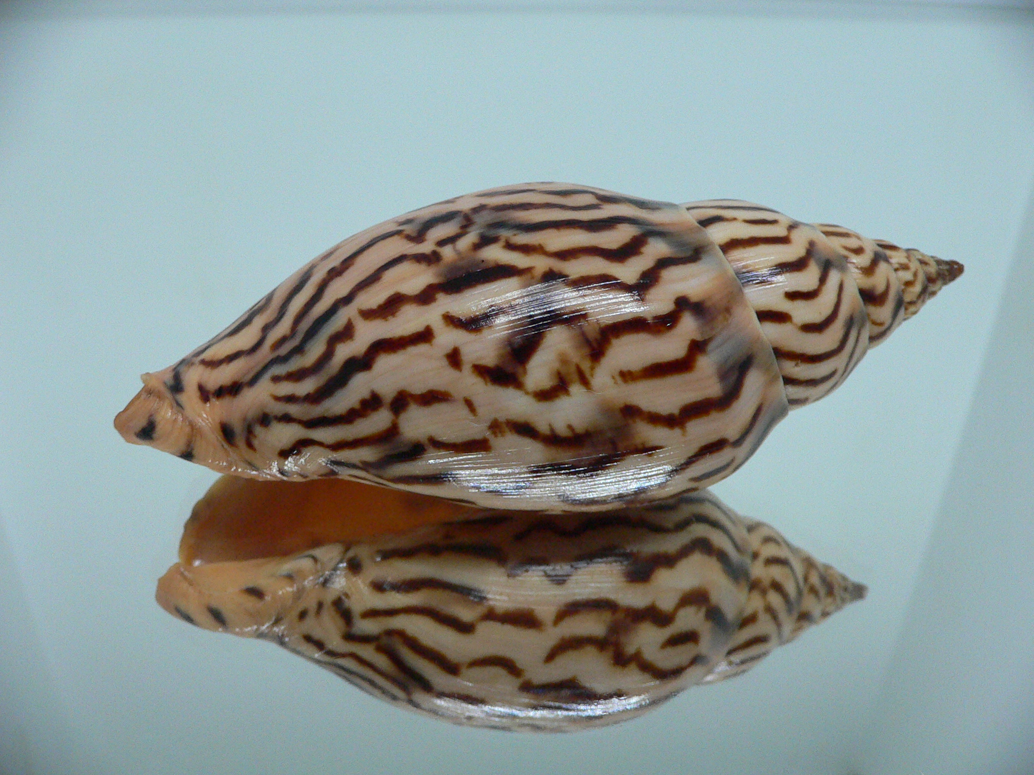 Harpulina lapponica loroisi WIDE & DARK SPOTS