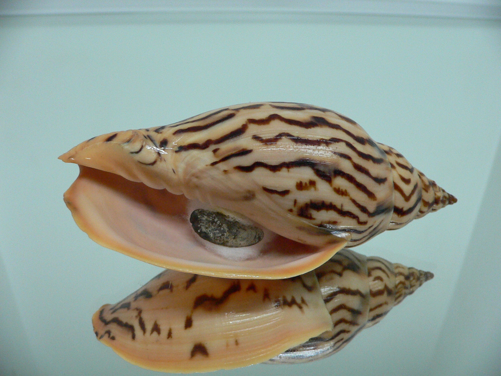 Harpulina lapponica loroisi WIDE & DARK SPOTS