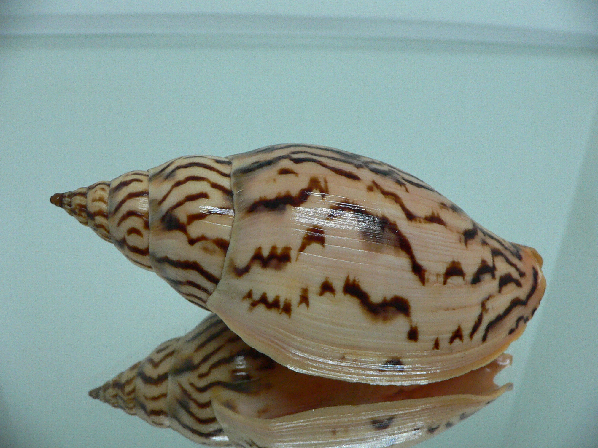 Harpulina lapponica loroisi WIDE & DARK SPOTS