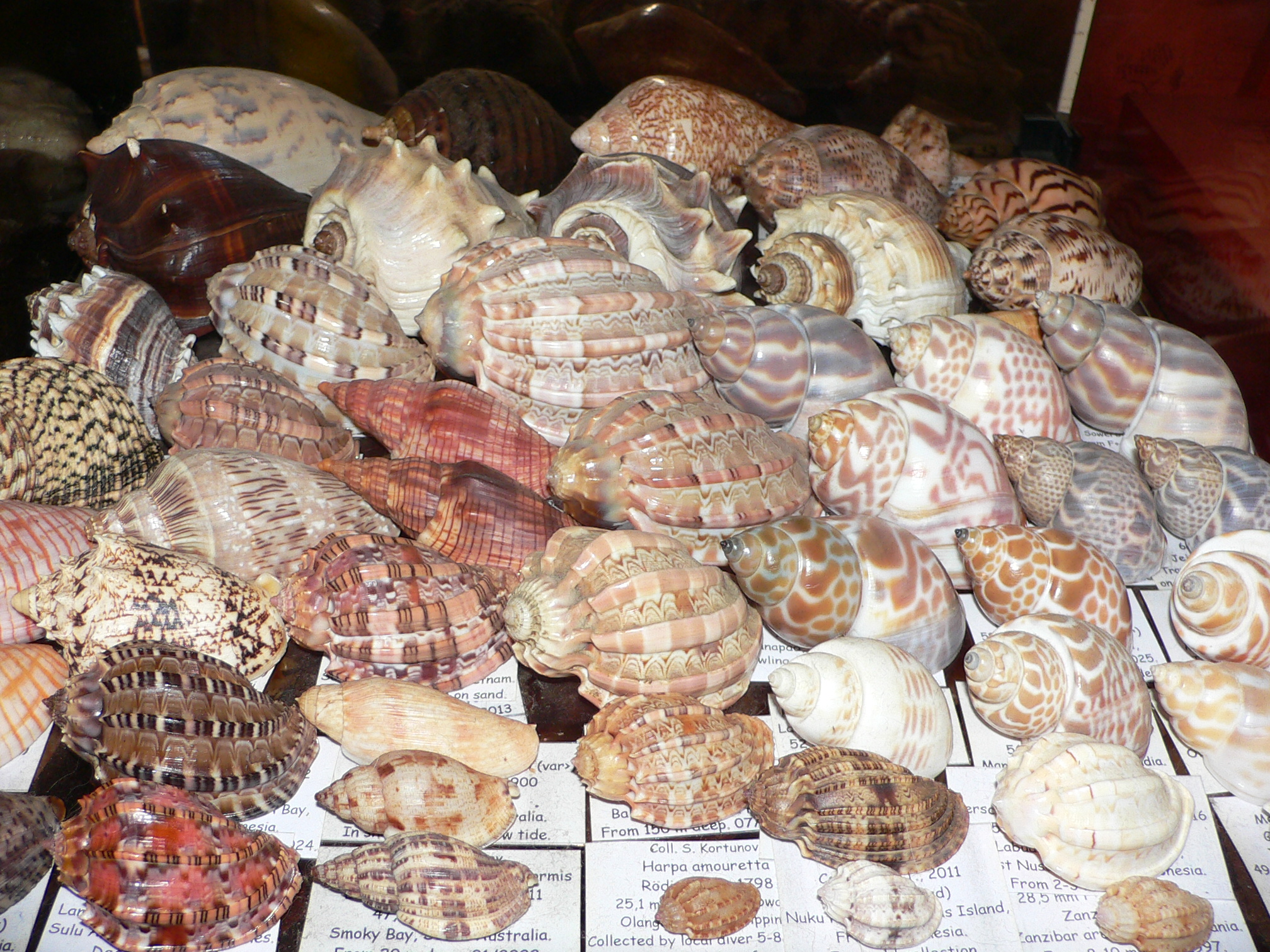 Harpulina lapponica loroisi WIDE & DARK SPOTS