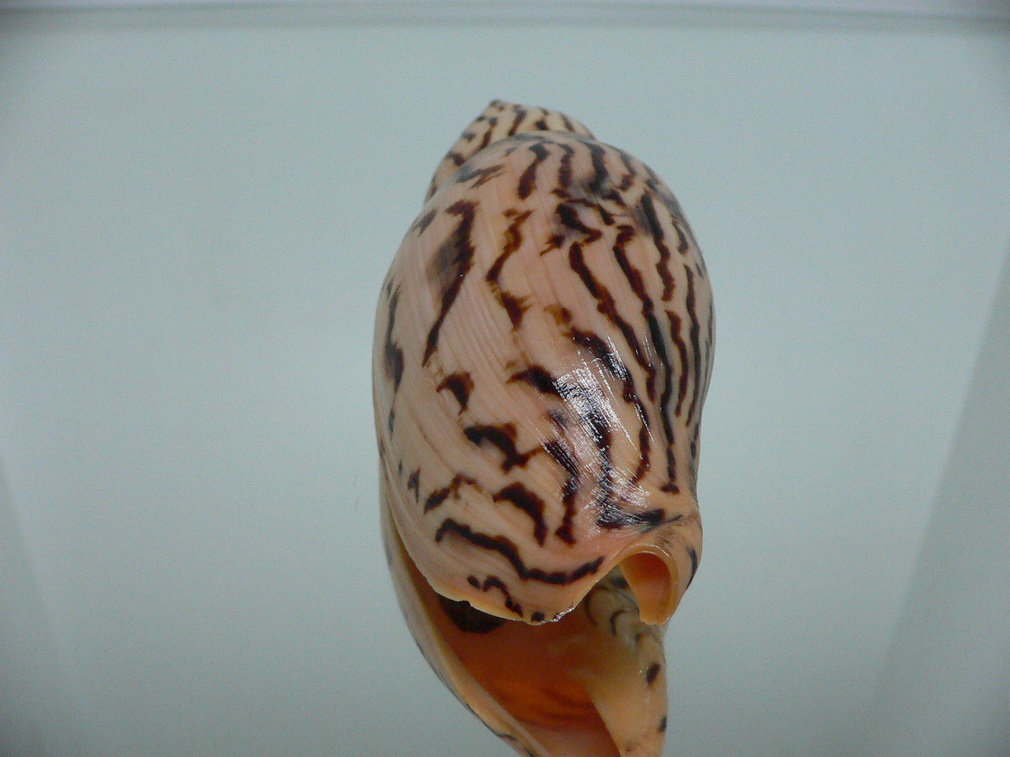 Harpulina lapponica loroisi WIDE & DARK SPOTS