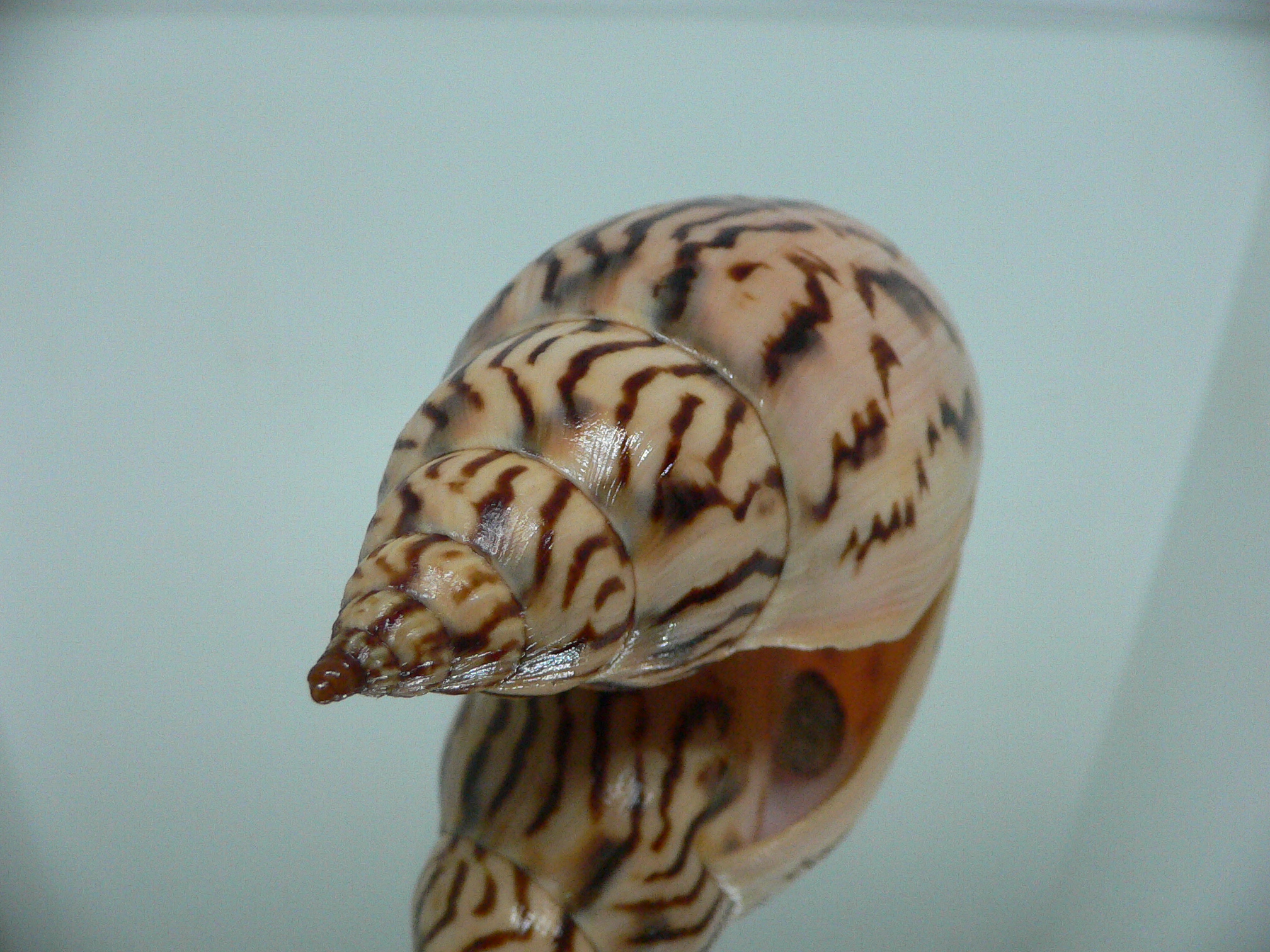 Harpulina lapponica loroisi WIDE & DARK SPOTS