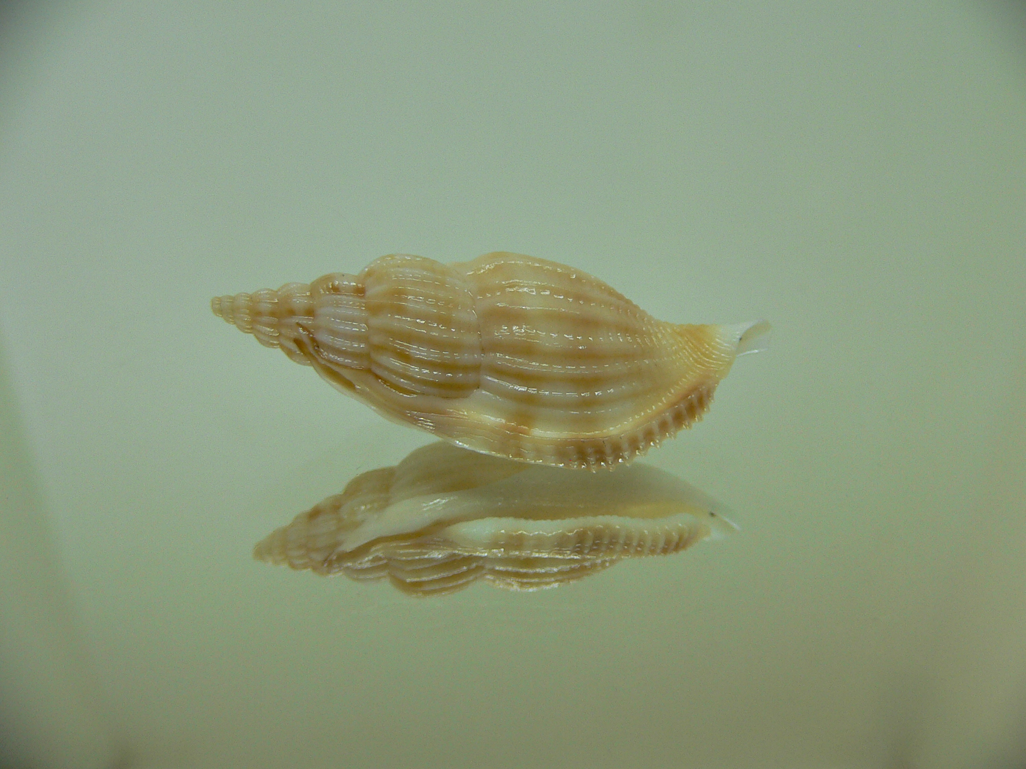 Varicospira cancellata BEIGE