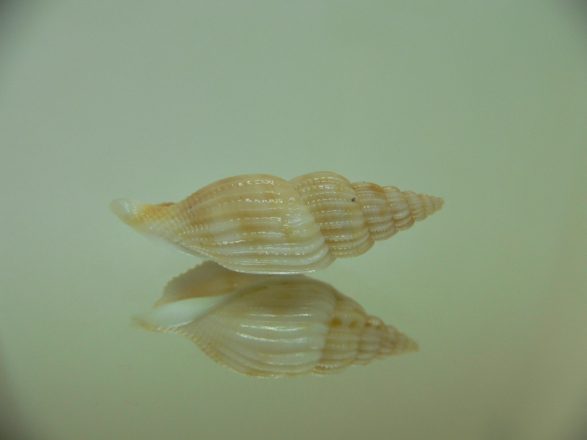 Varicospira cancellata BEIGE