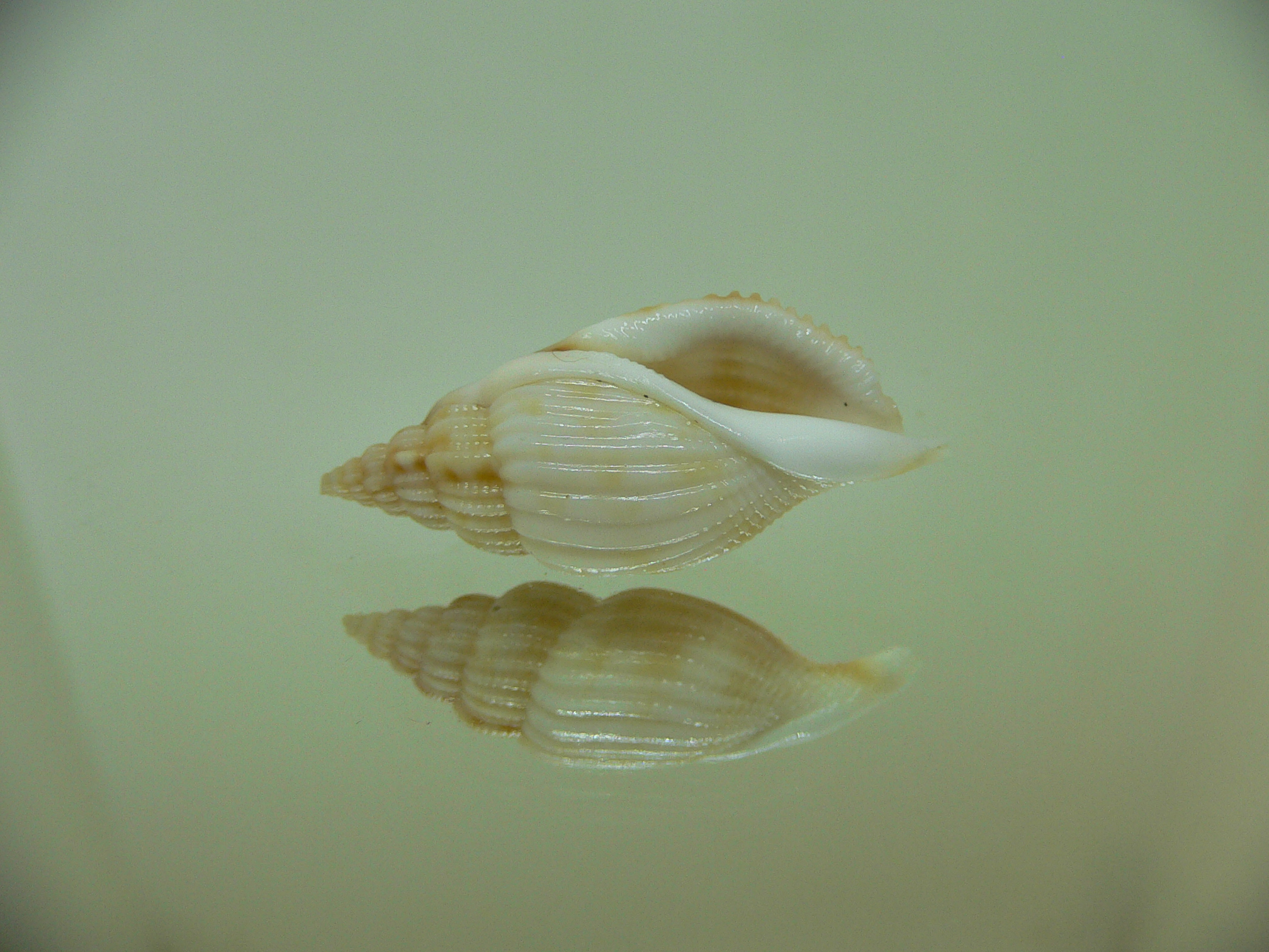 Varicospira cancellata BEIGE