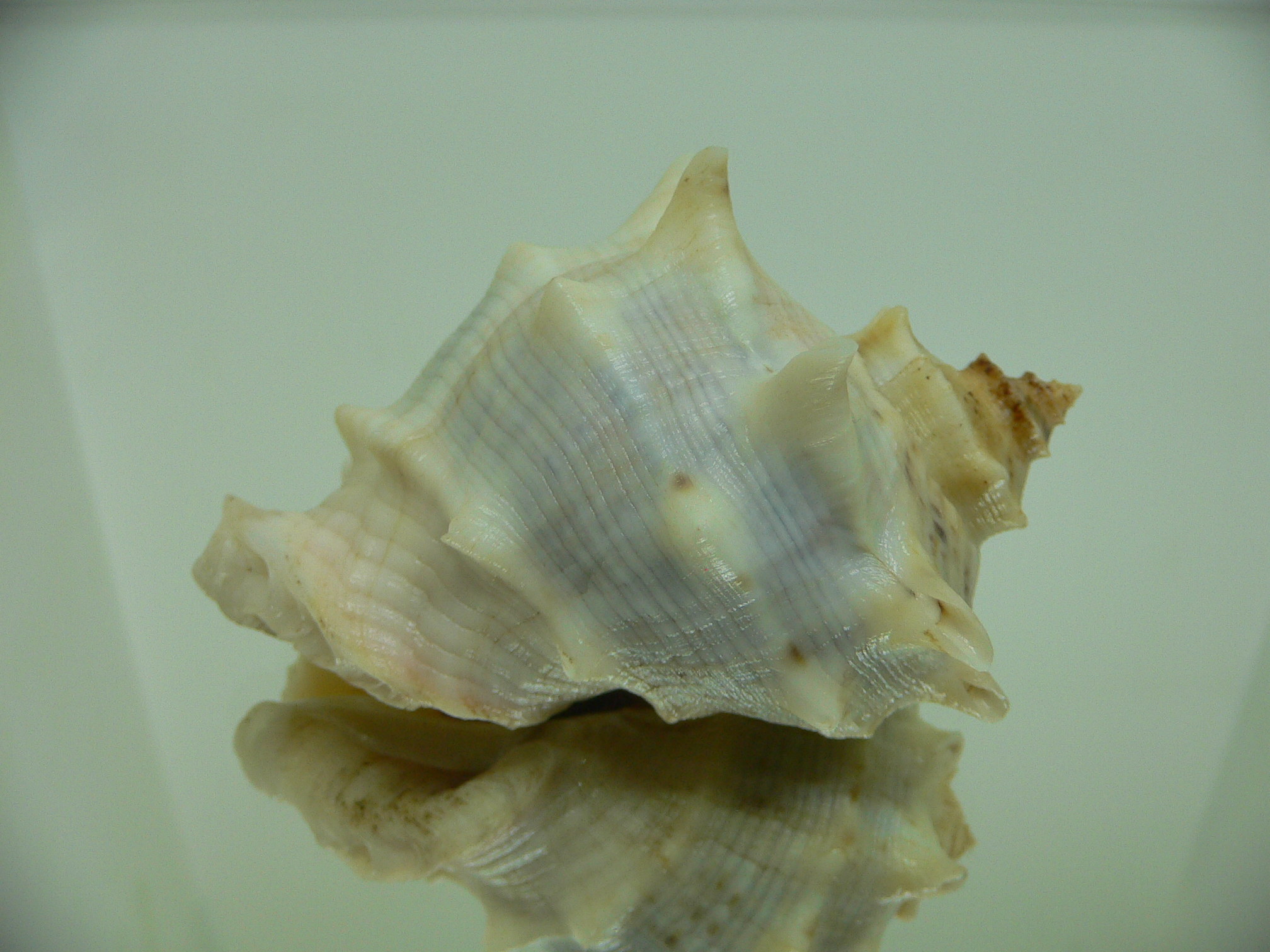 Rapana venosa pechiliensis (var.) BIG ALBINO