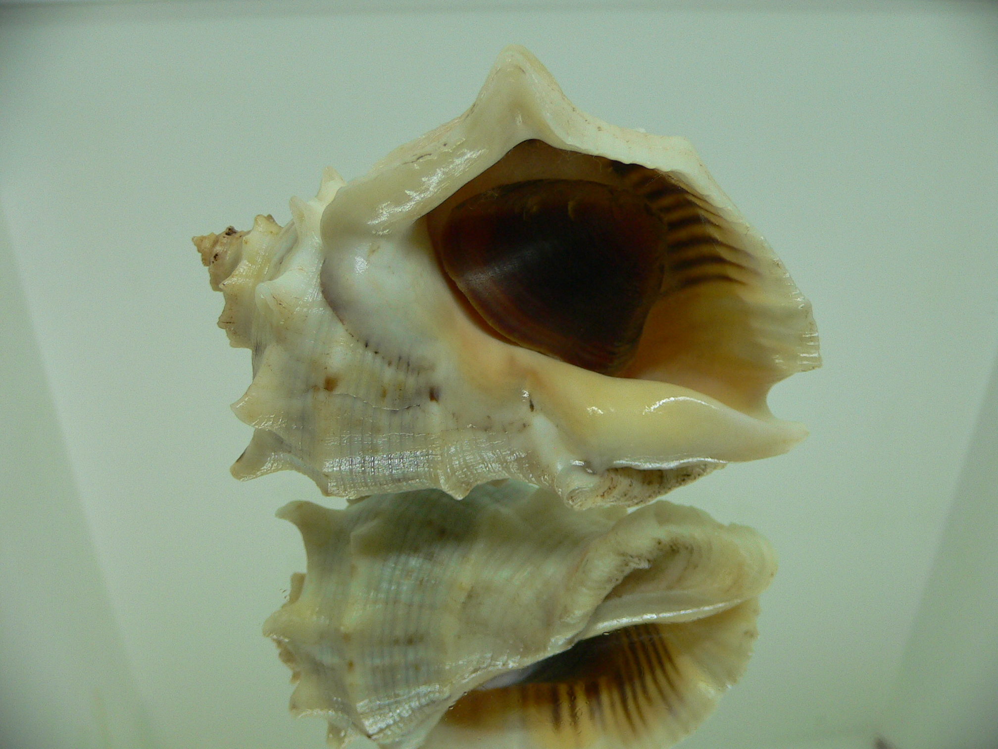 Rapana venosa pechiliensis (var.) BIG ALBINO