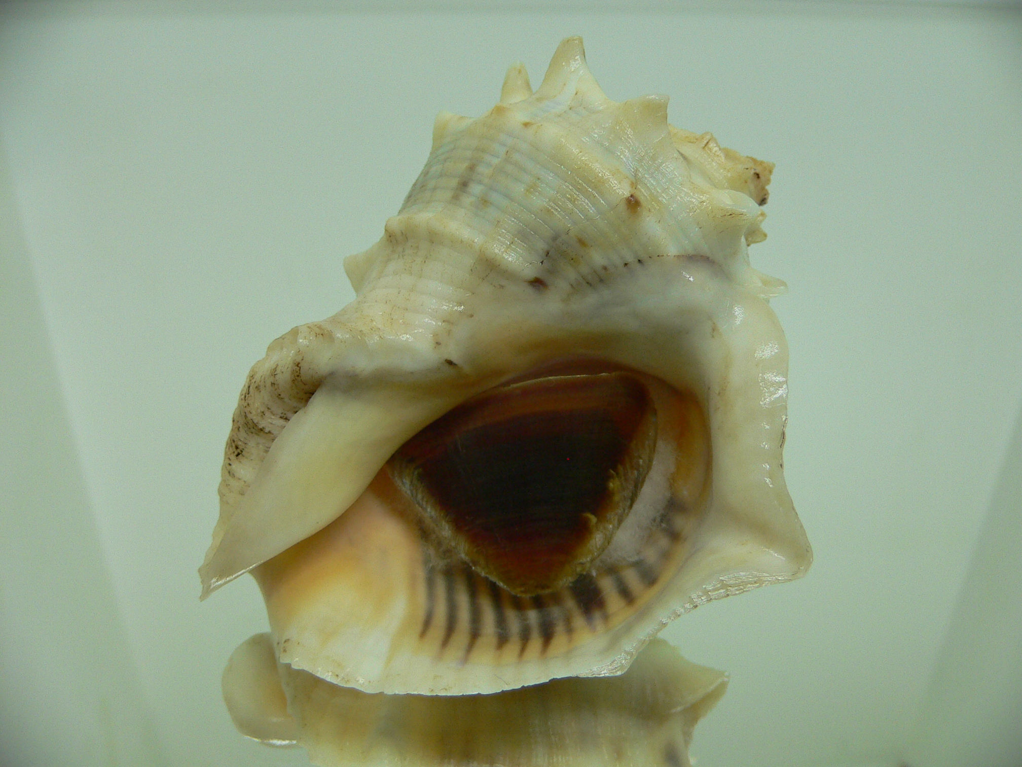 Rapana venosa pechiliensis (var.) BIG ALBINO
