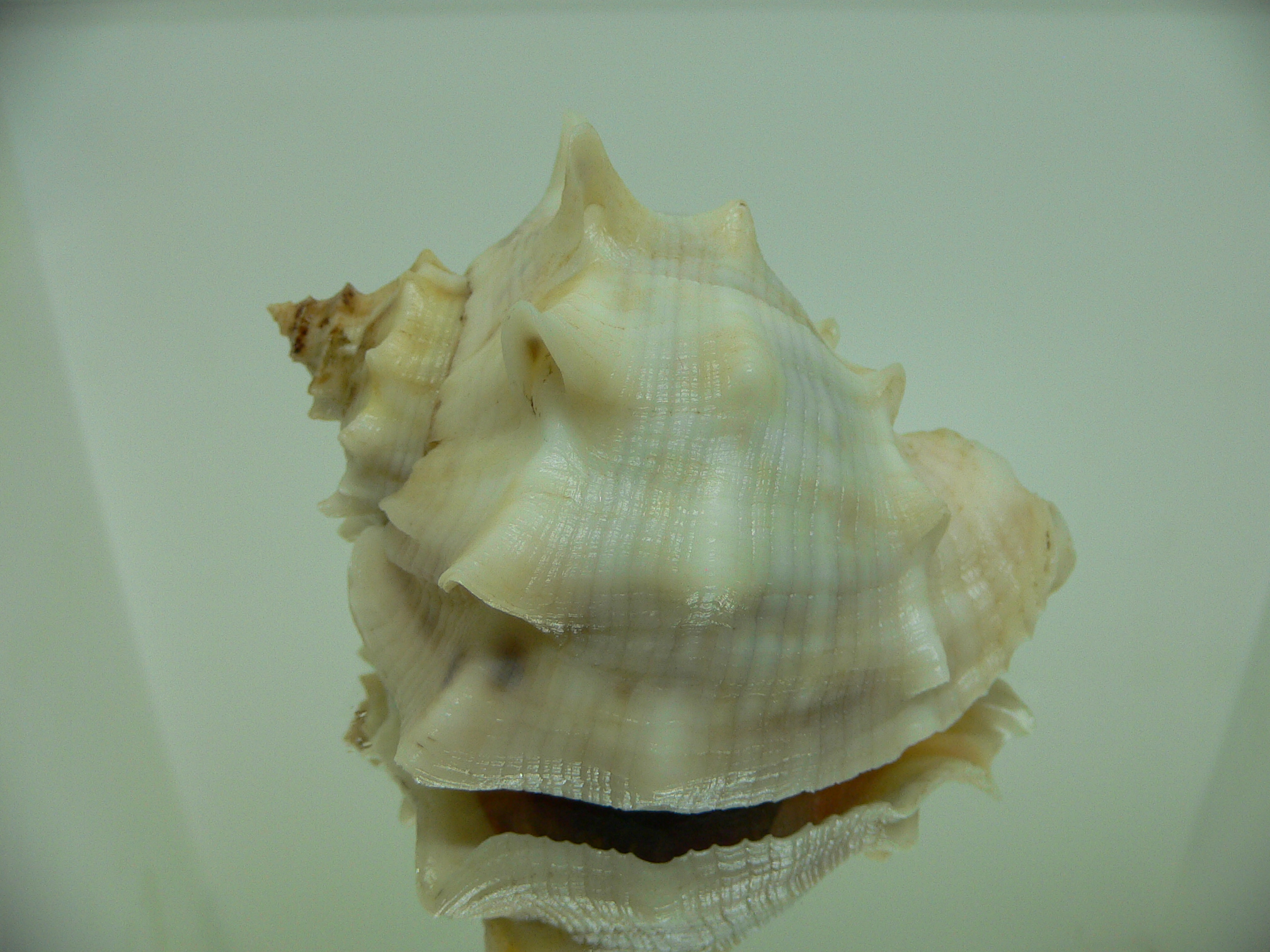 Rapana venosa pechiliensis (var.) BIG ALBINO