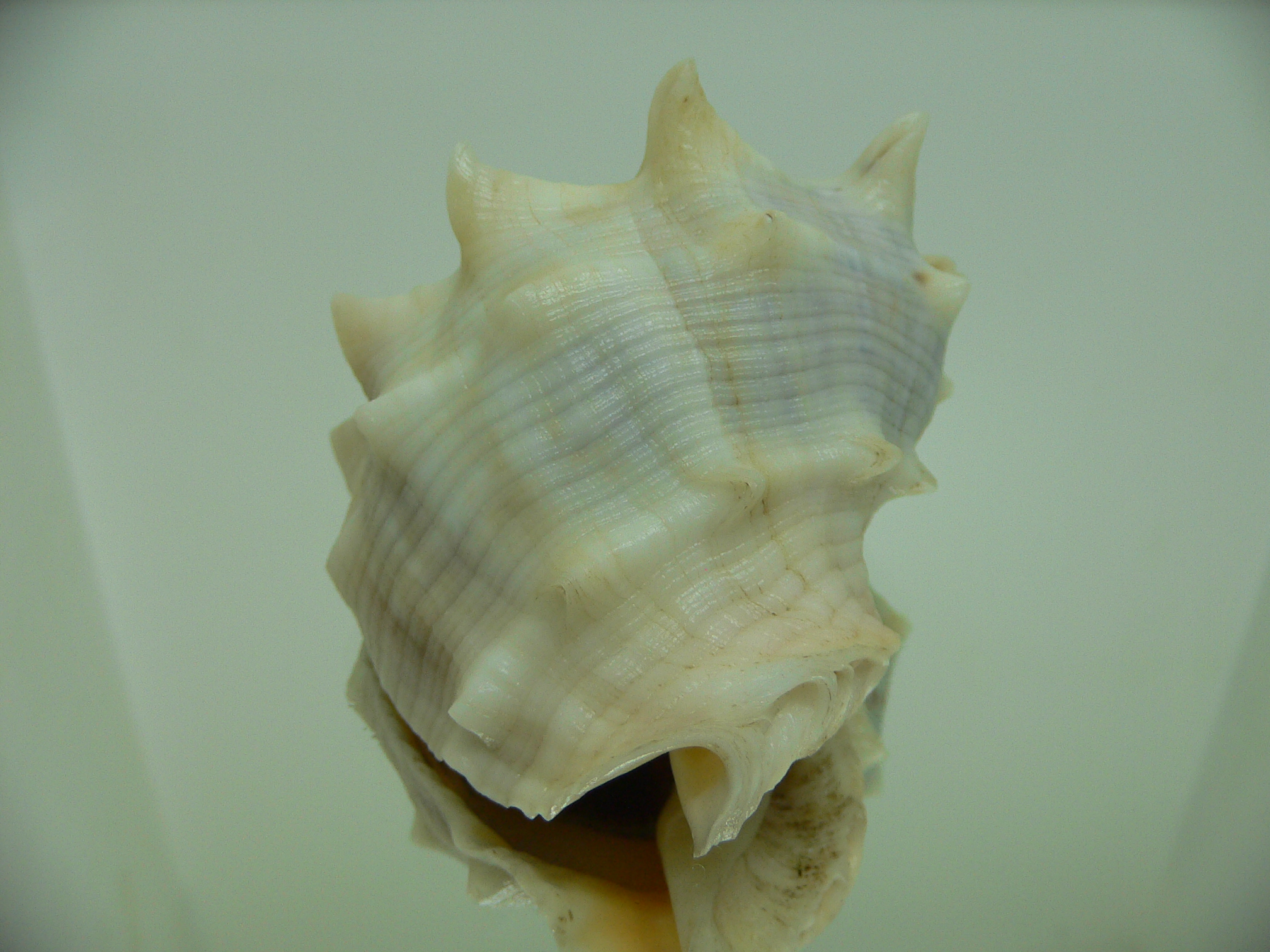 Rapana venosa pechiliensis (var.) BIG ALBINO