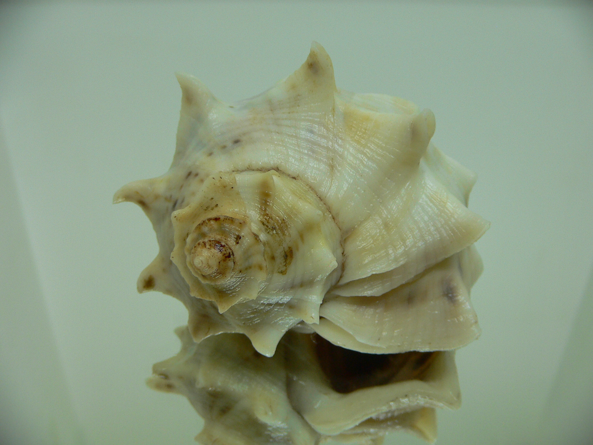 Rapana venosa pechiliensis (var.) BIG ALBINO