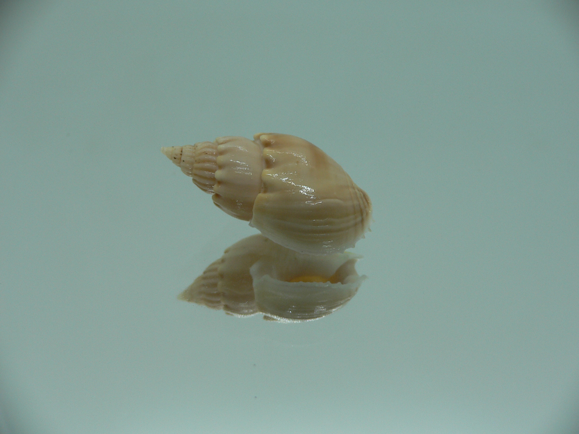 Nassarius acuminatus