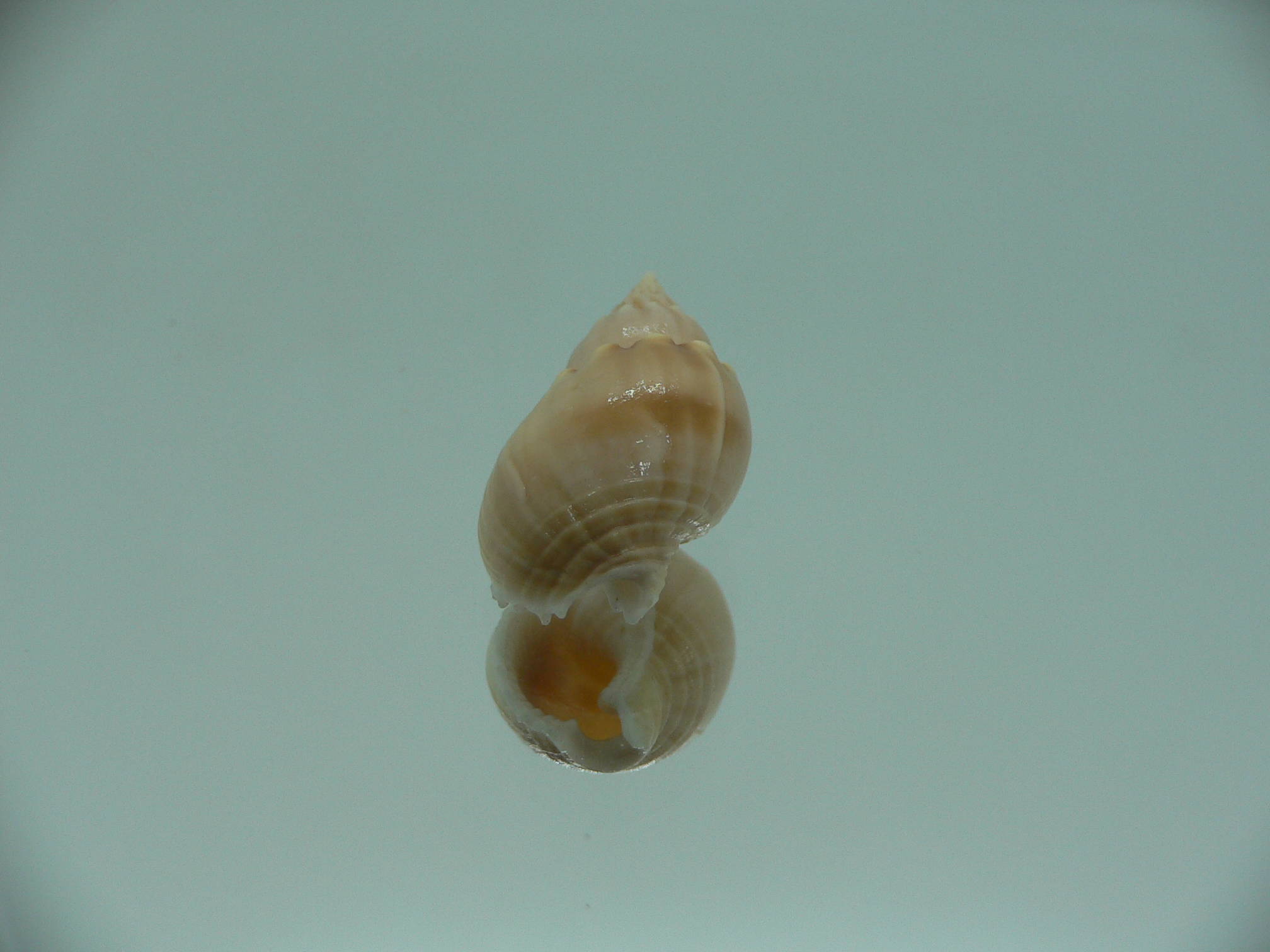 Nassarius acuminatus
