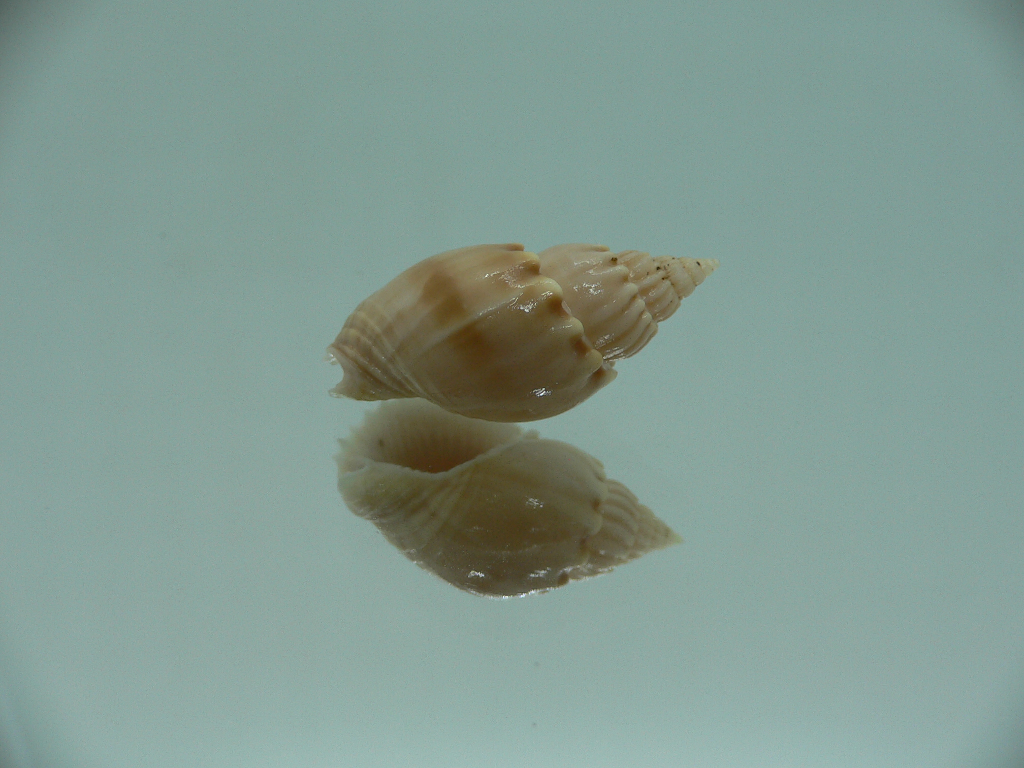 Nassarius acuminatus