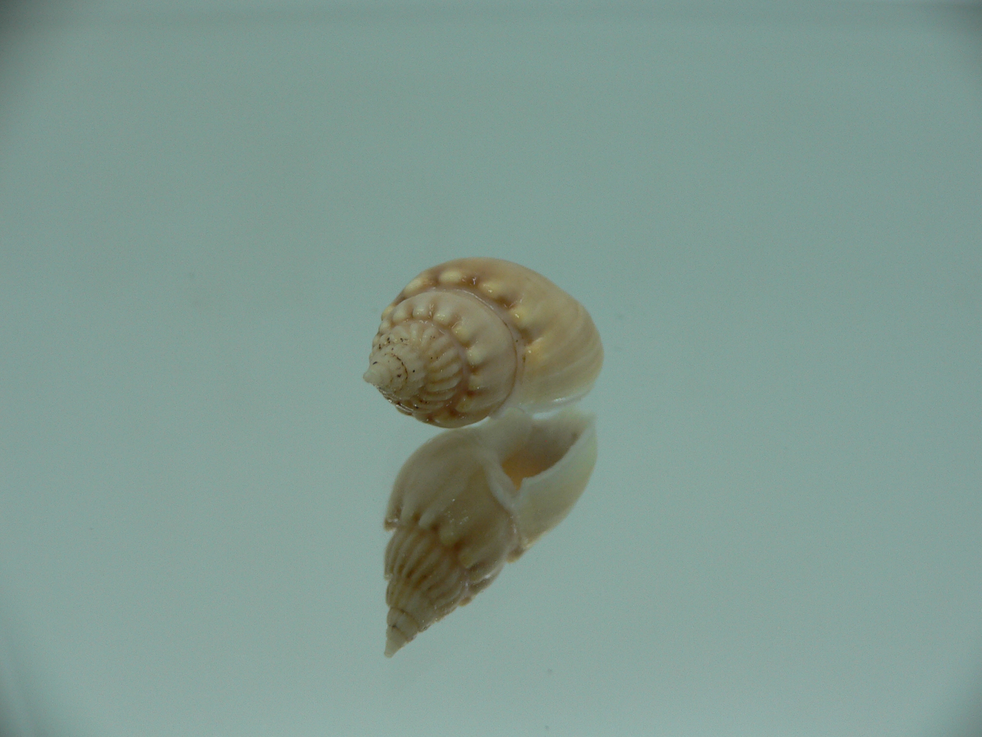 Nassarius acuminatus