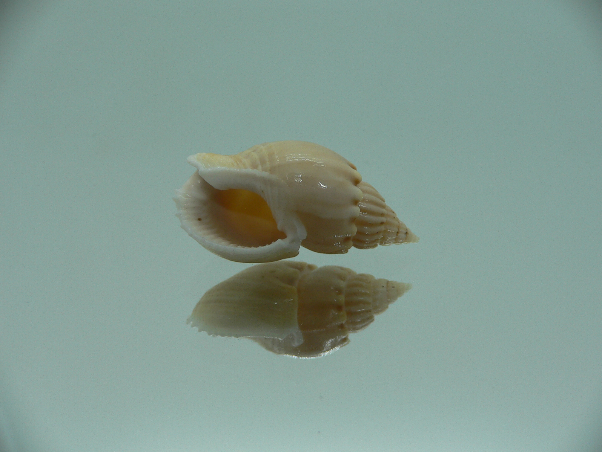 Nassarius acuminatus