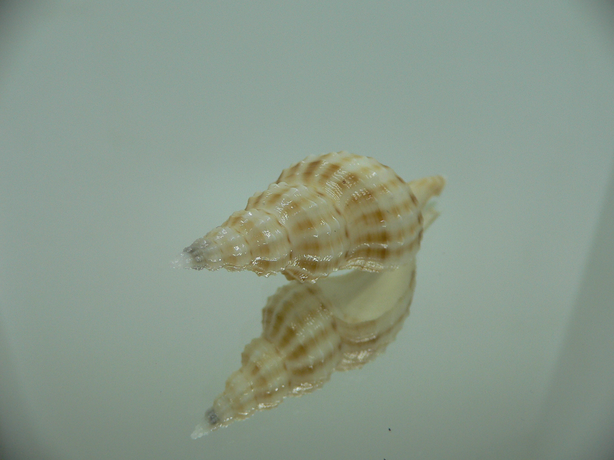 Granulifusus hayashii WHITE & STRIPES