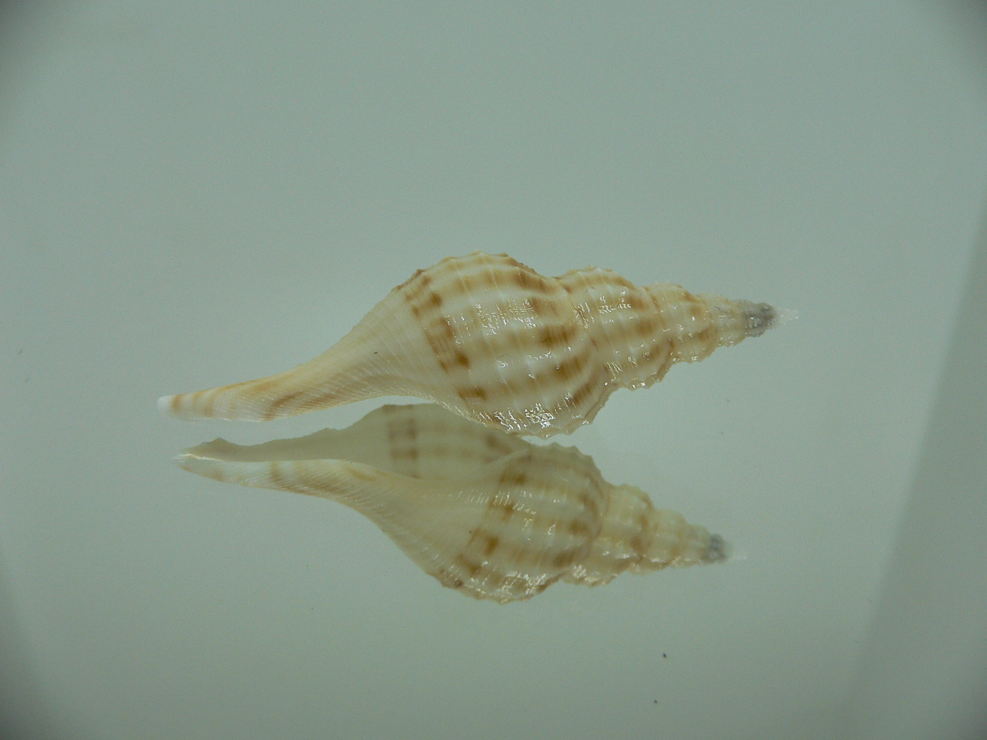 Granulifusus hayashii WHITE & STRIPES