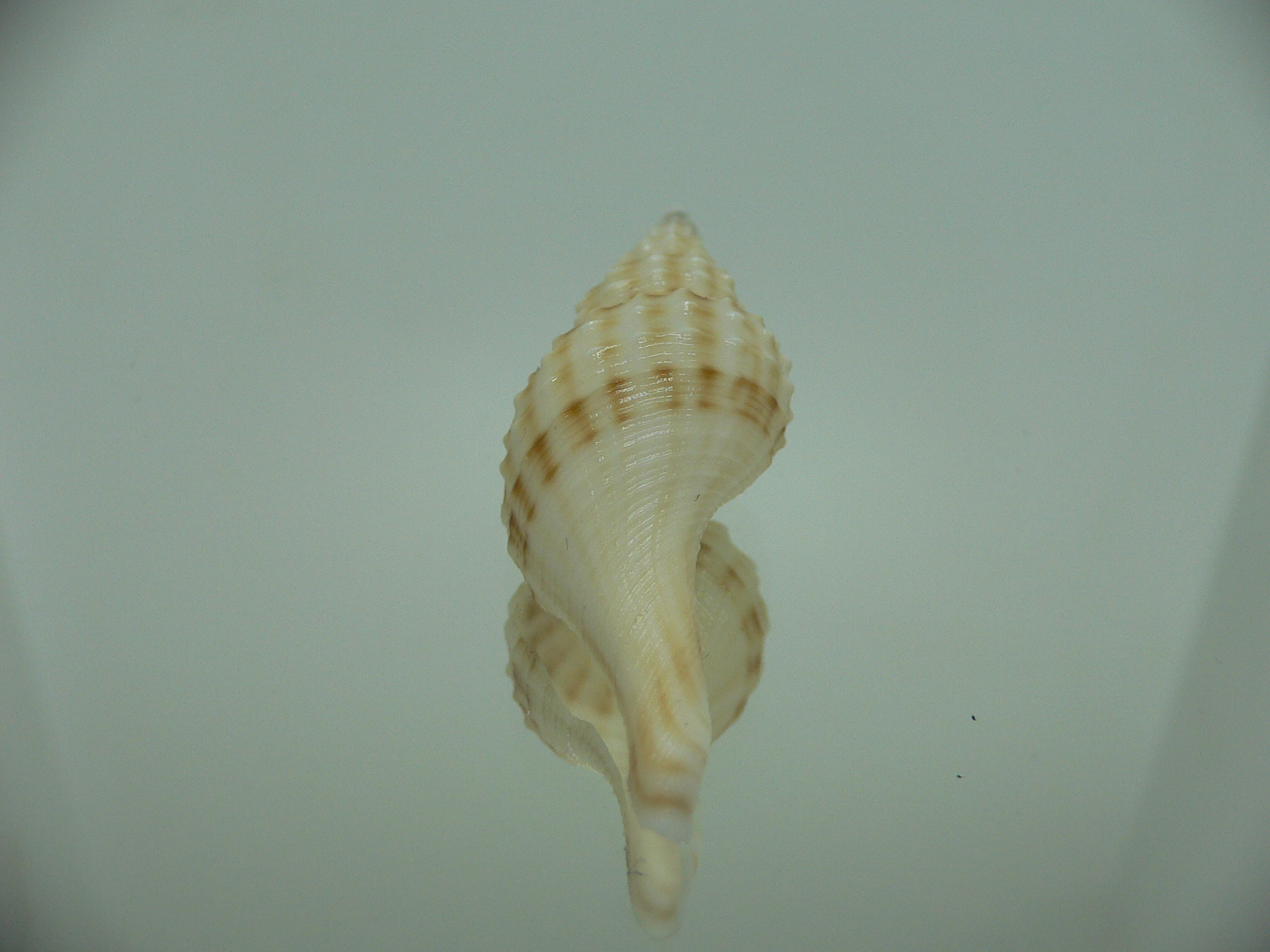 Granulifusus hayashii WHITE & STRIPES