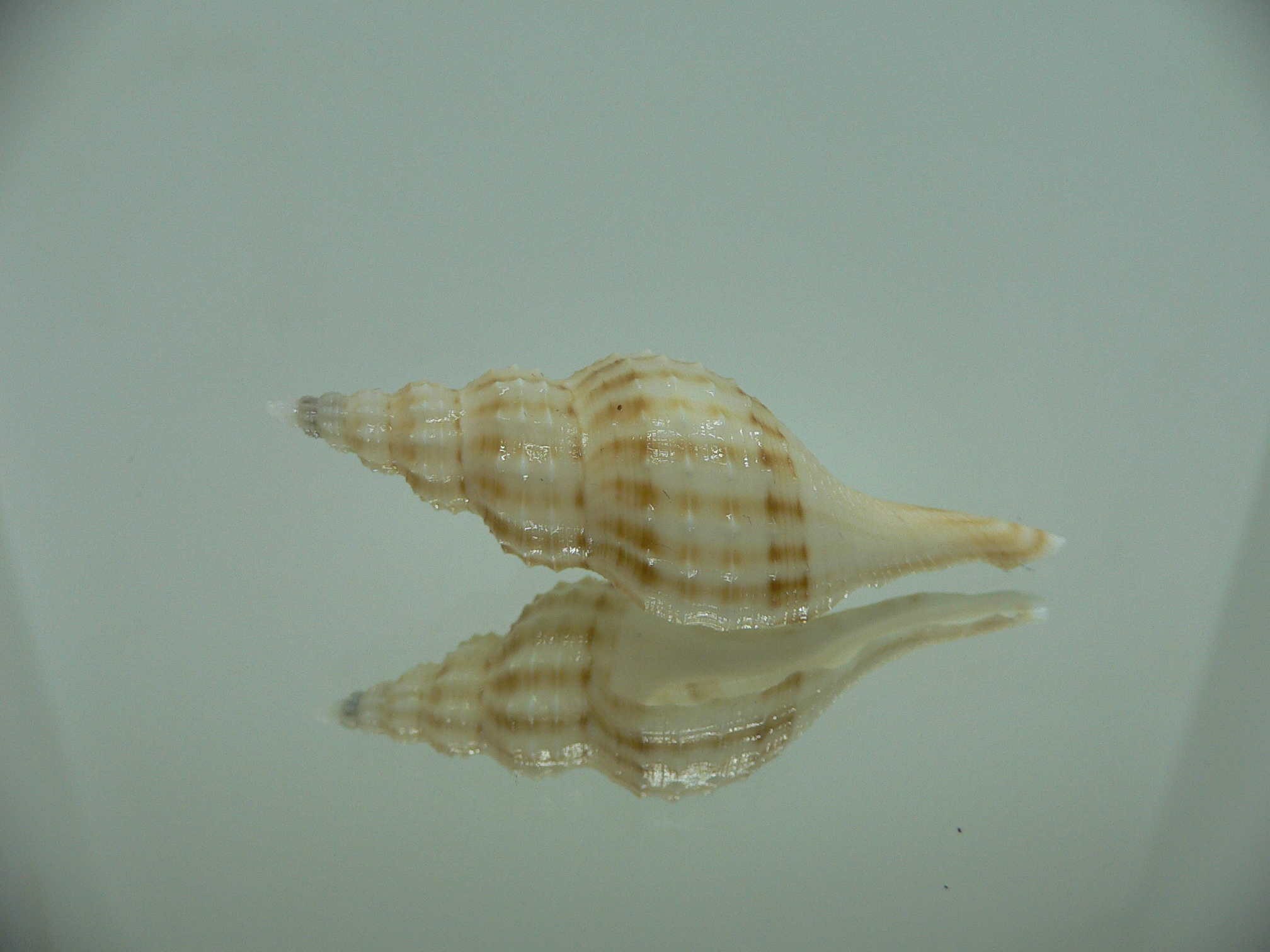 Granulifusus hayashii WHITE & STRIPES