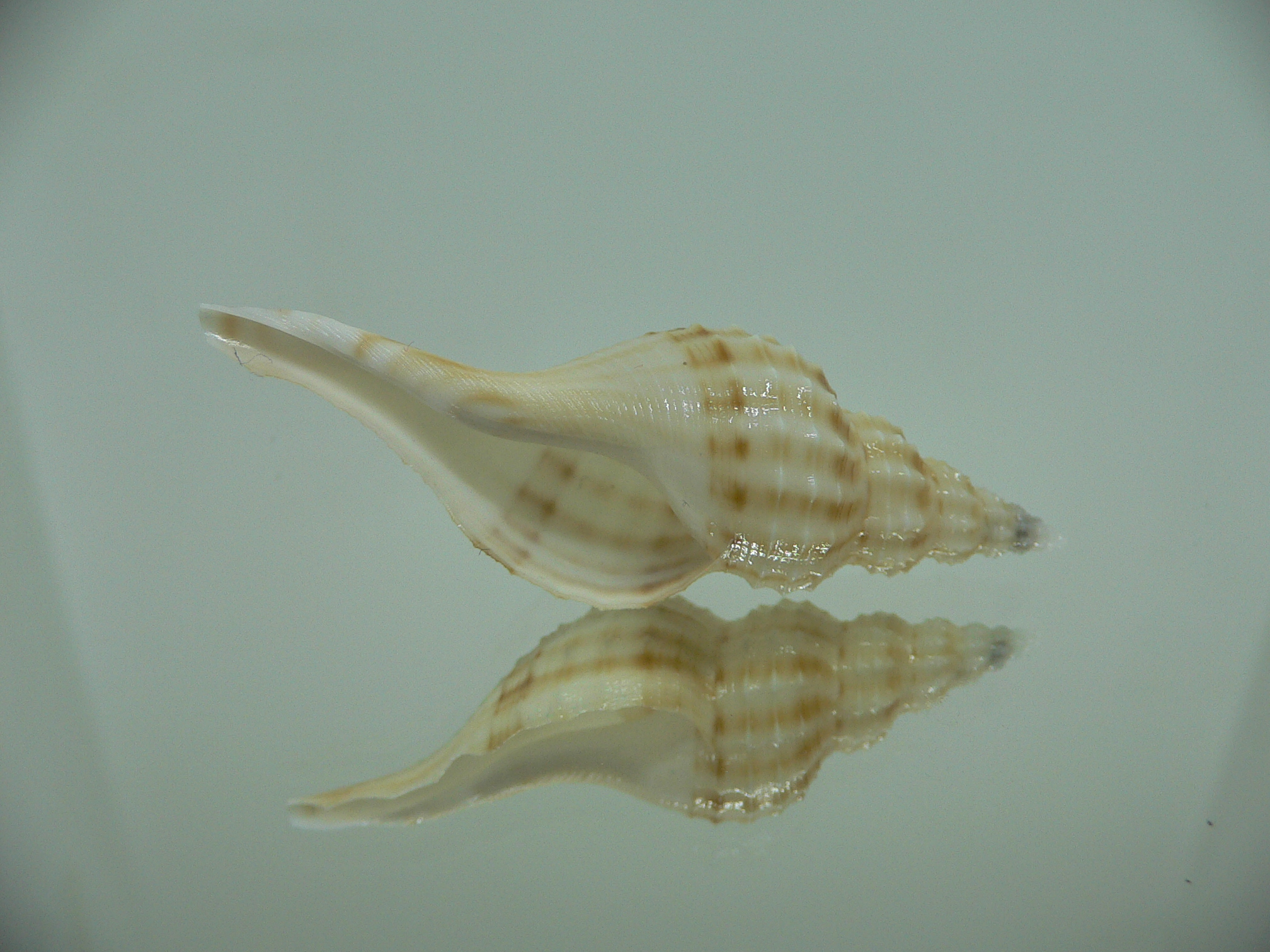 Granulifusus hayashii WHITE & STRIPES