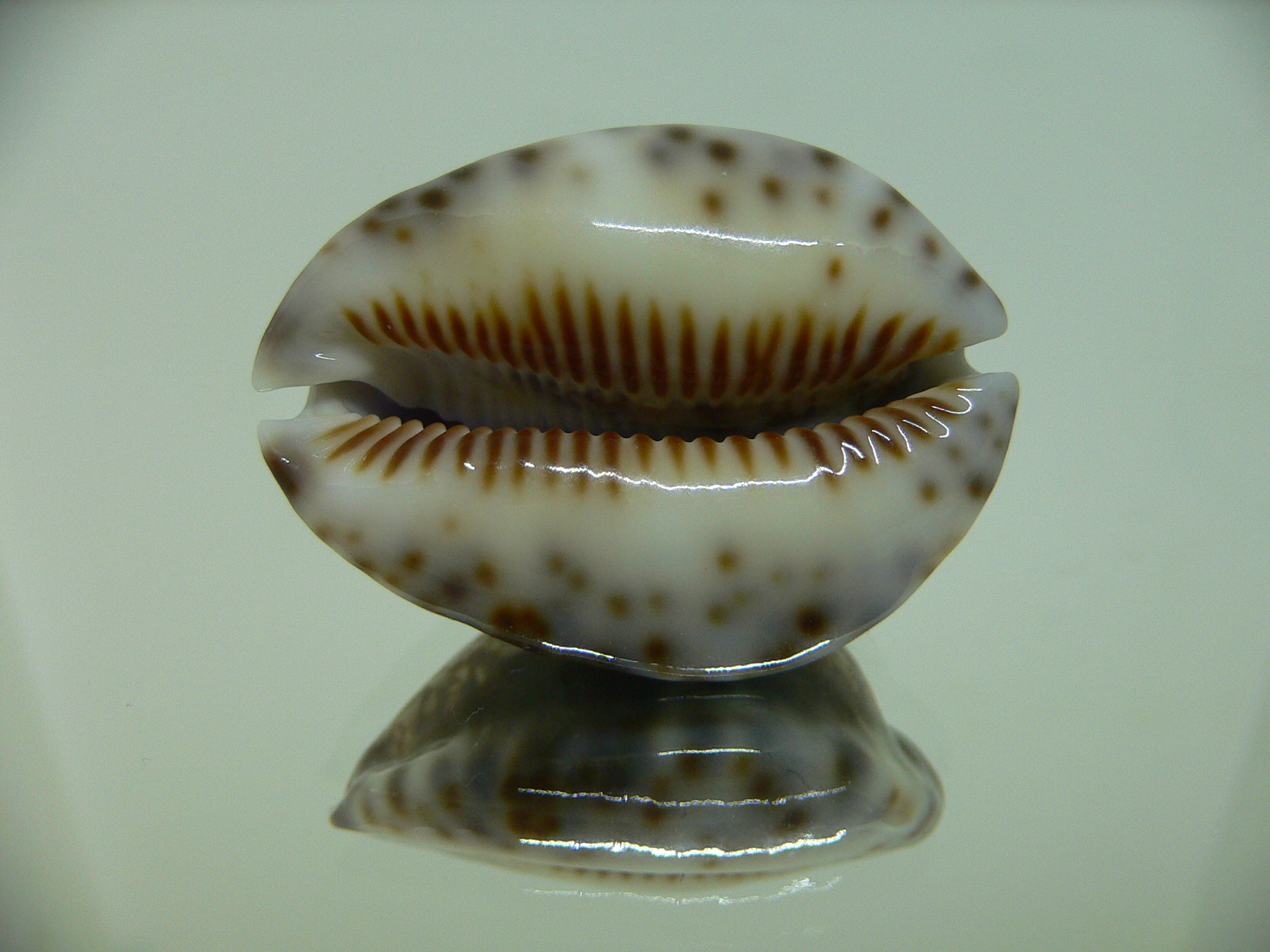 Cypraea depressa depressa CALLOUSED