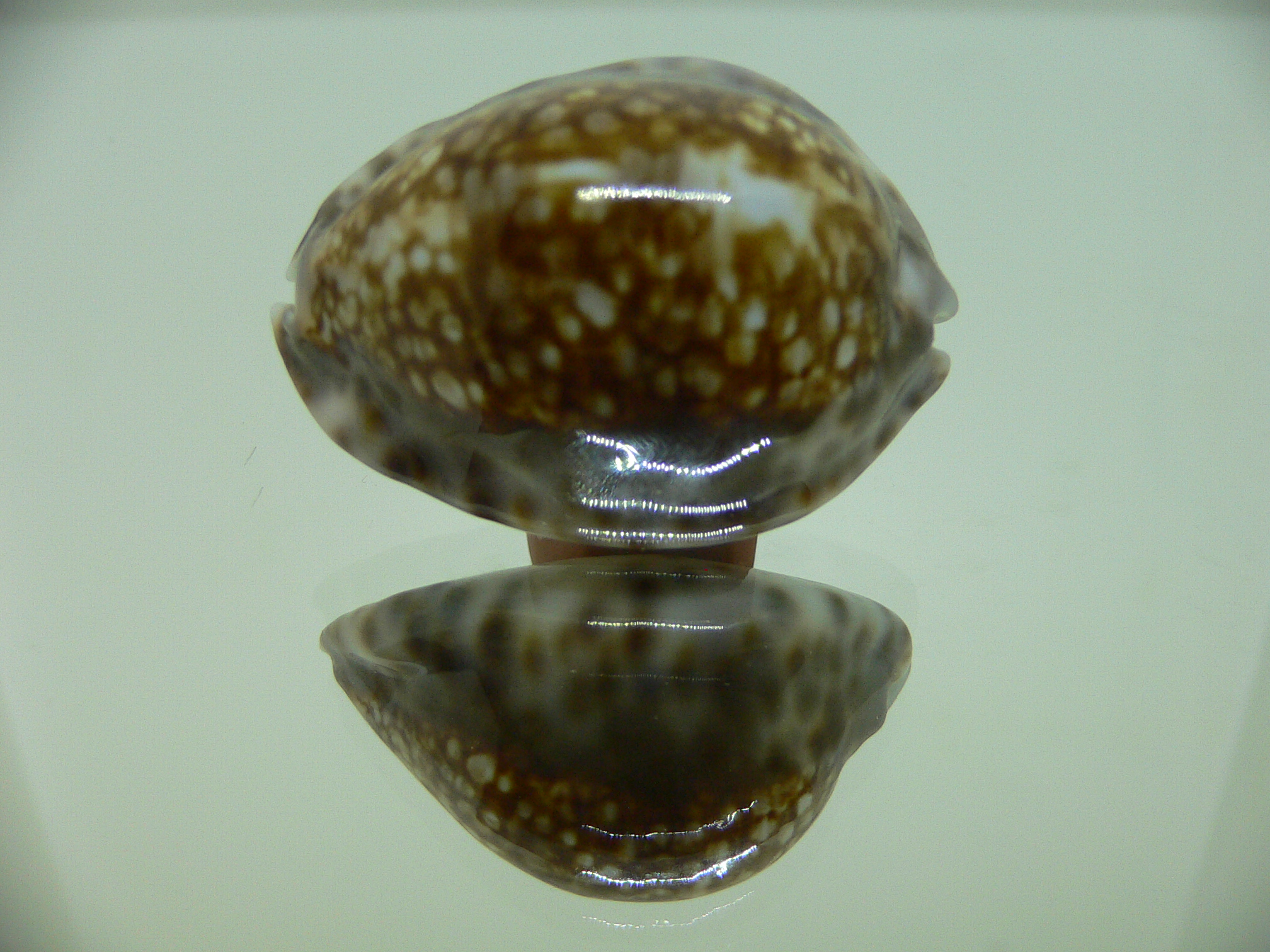 Cypraea depressa depressa CALLOUSED