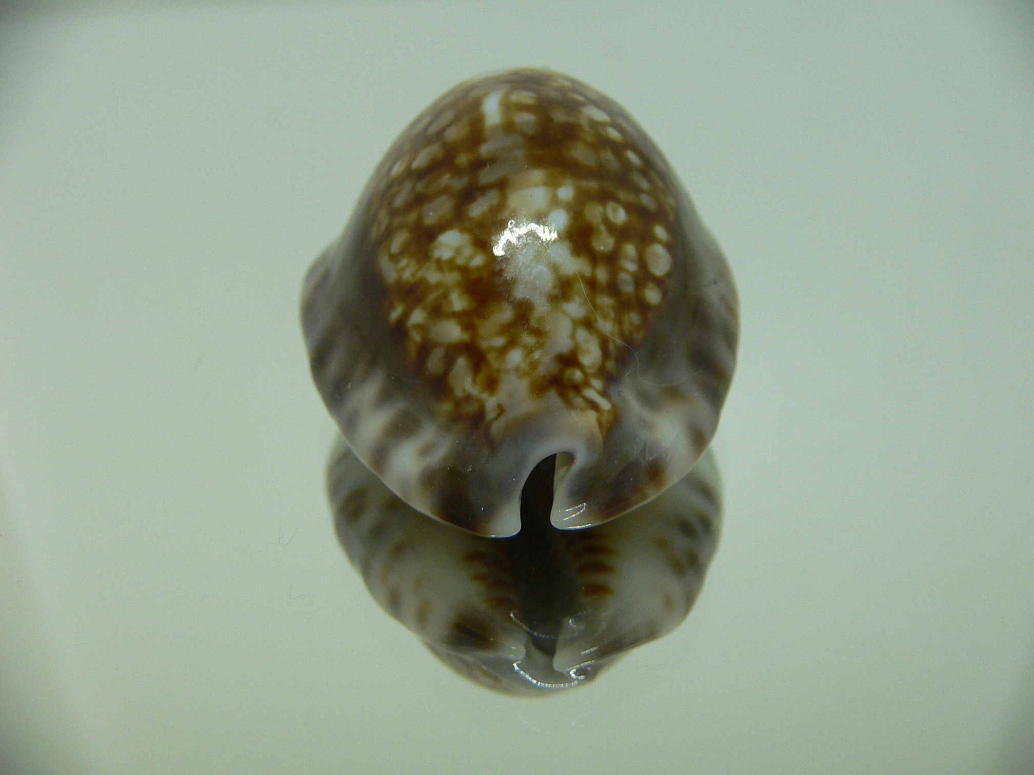 Cypraea depressa depressa CALLOUSED