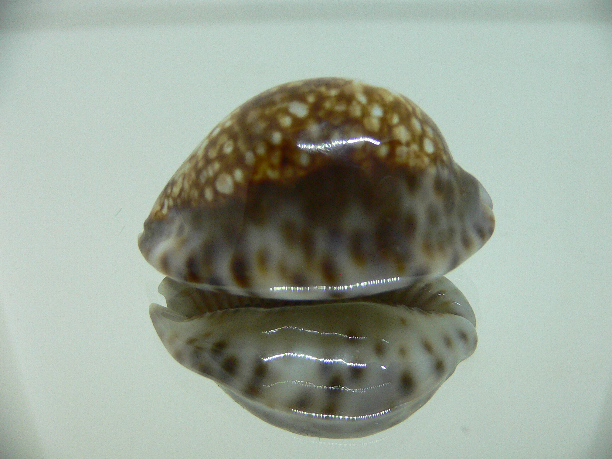 Cypraea depressa depressa CALLOUSED