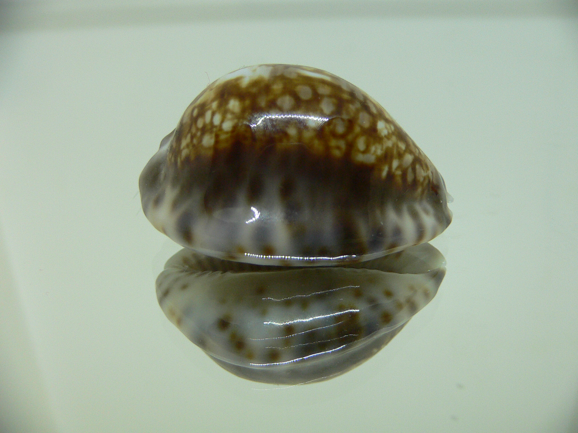 Cypraea depressa depressa CALLOUSED