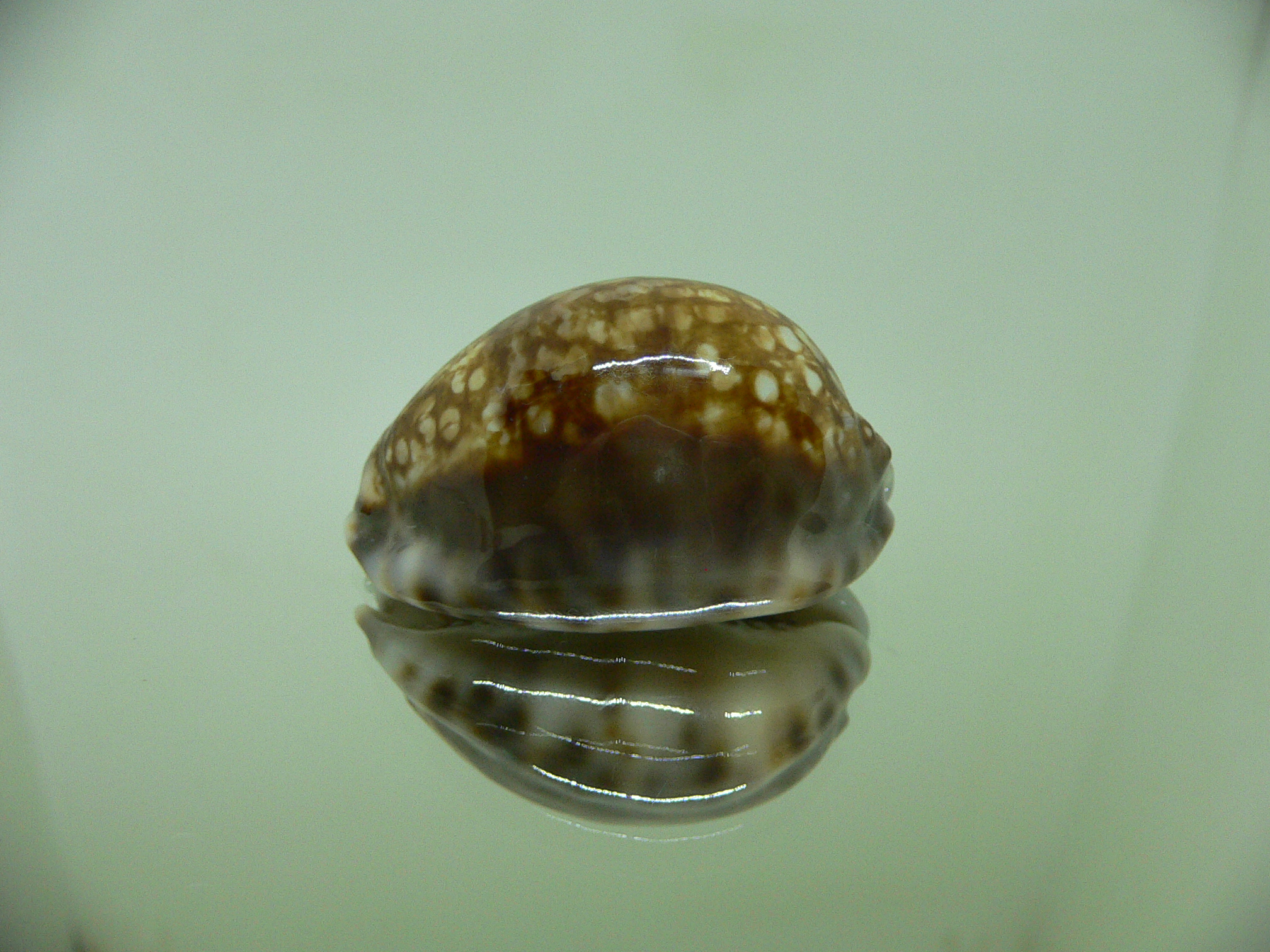 Cypraea depressa depressa CALLOUSED