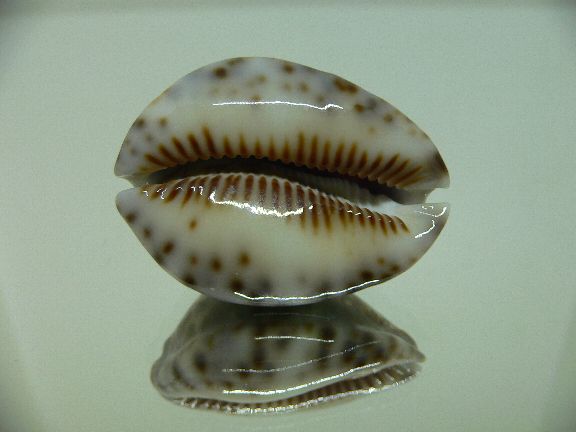 Cypraea depressa depressa CALLOUSED