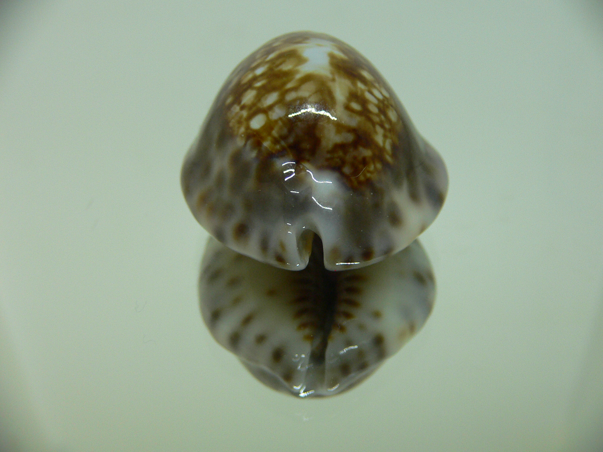 Cypraea depressa depressa CALLOUSED