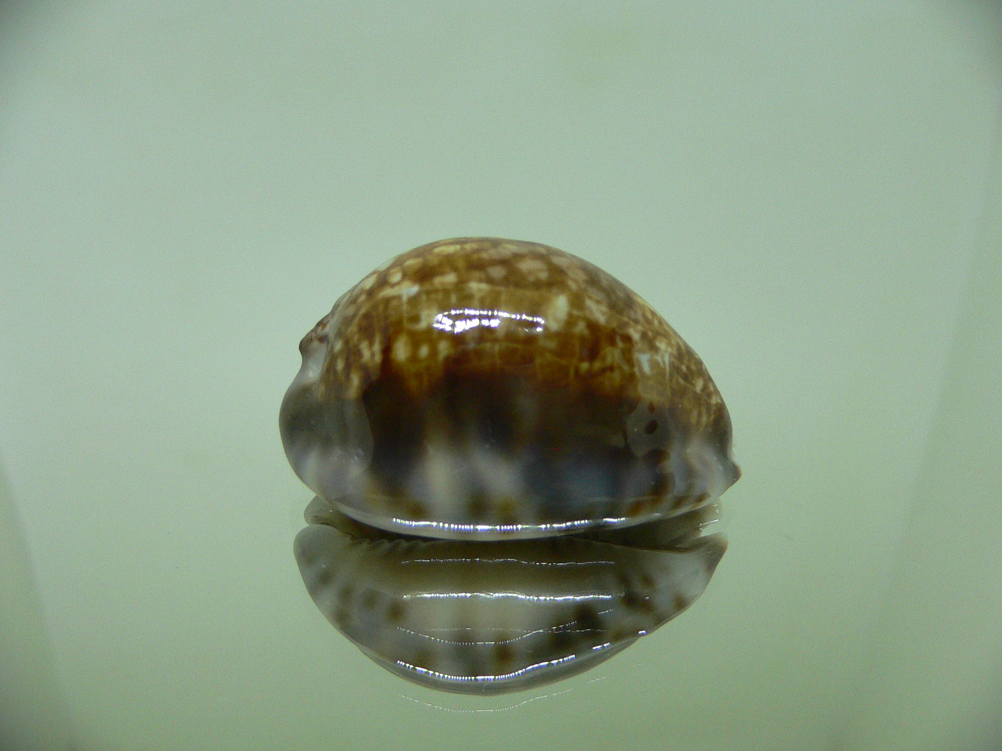 Cypraea depressa depressa CALLOUSED