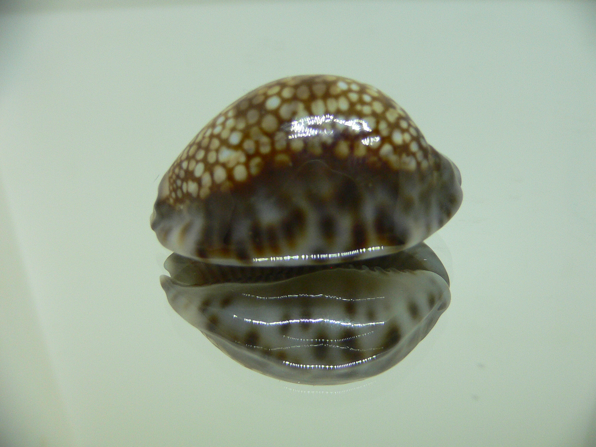 Cypraea depressa depressa DARK & BLUE BASE