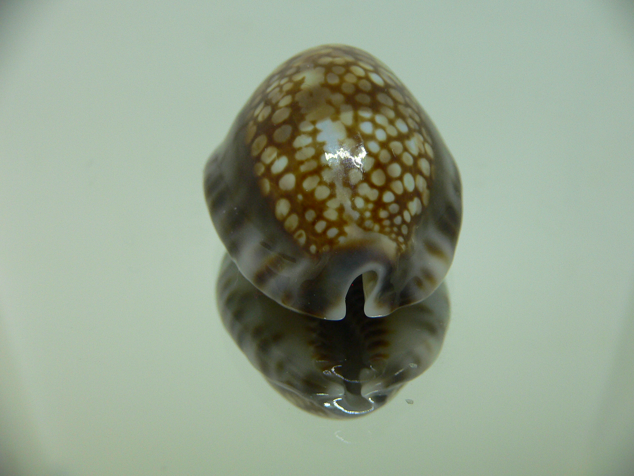 Cypraea depressa depressa DARK & BLUE BASE