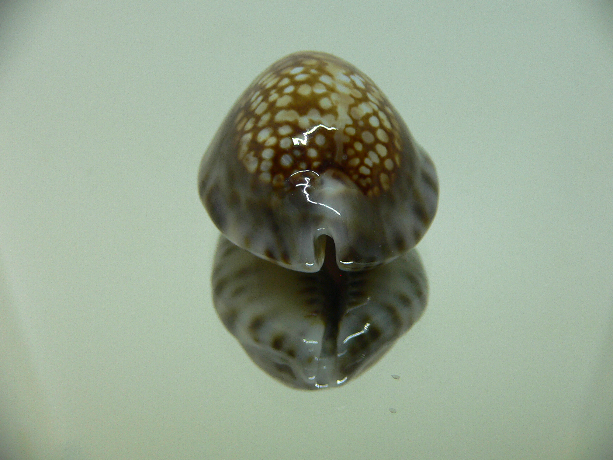 Cypraea depressa depressa DARK & BLUE BASE