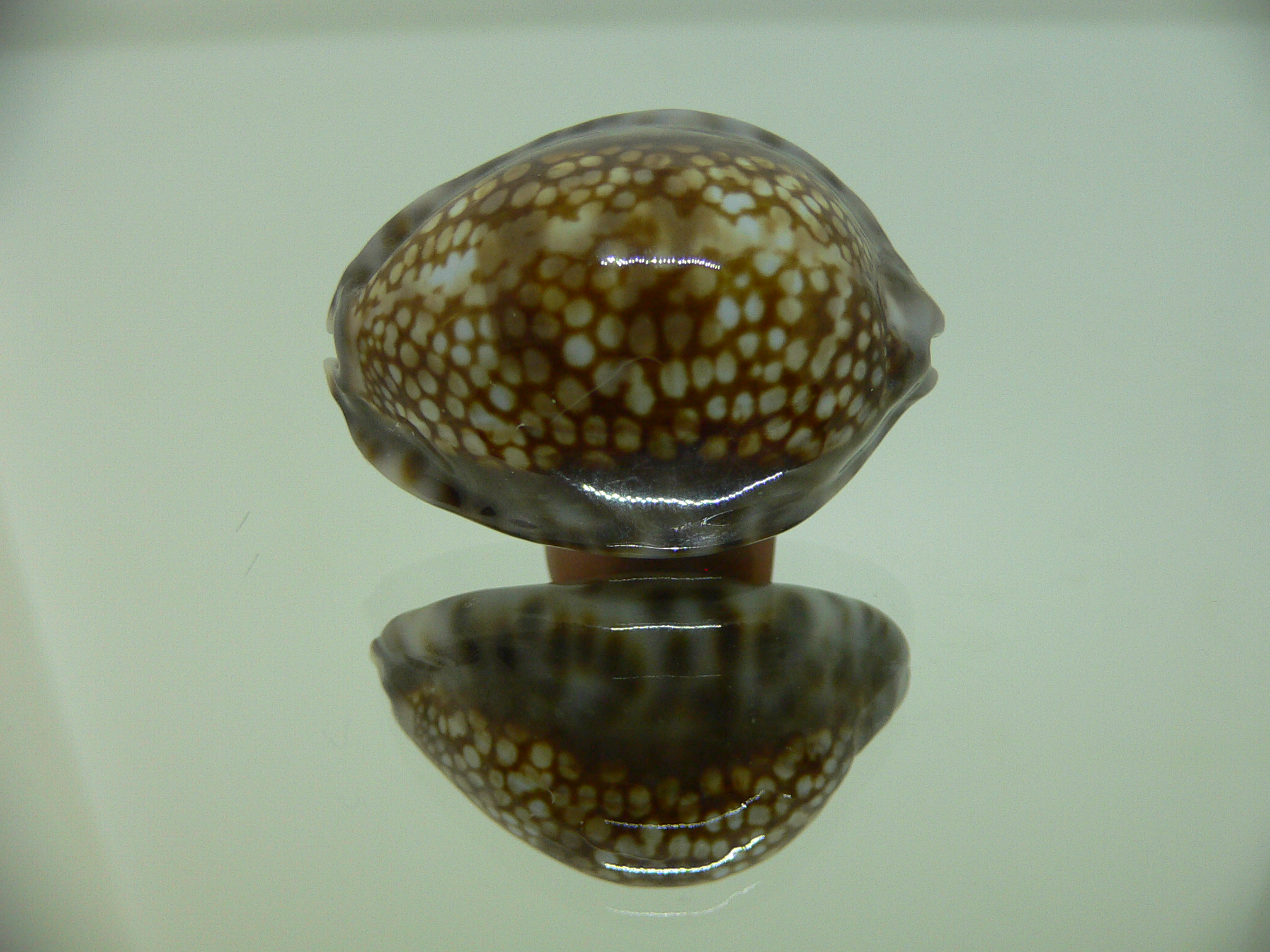 Cypraea depressa depressa DARK & BLUE BASE