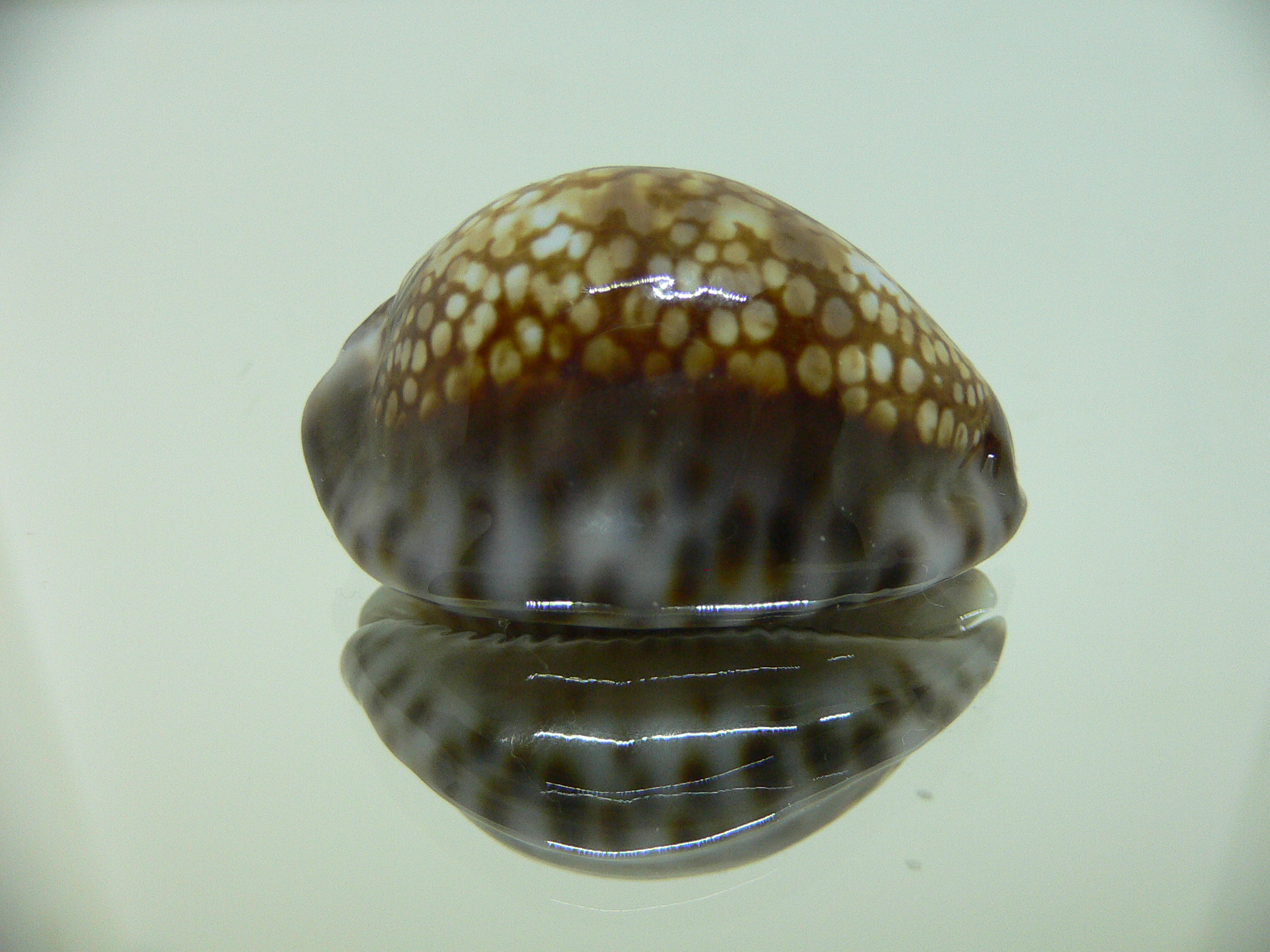 Cypraea depressa depressa DARK & BLUE BASE