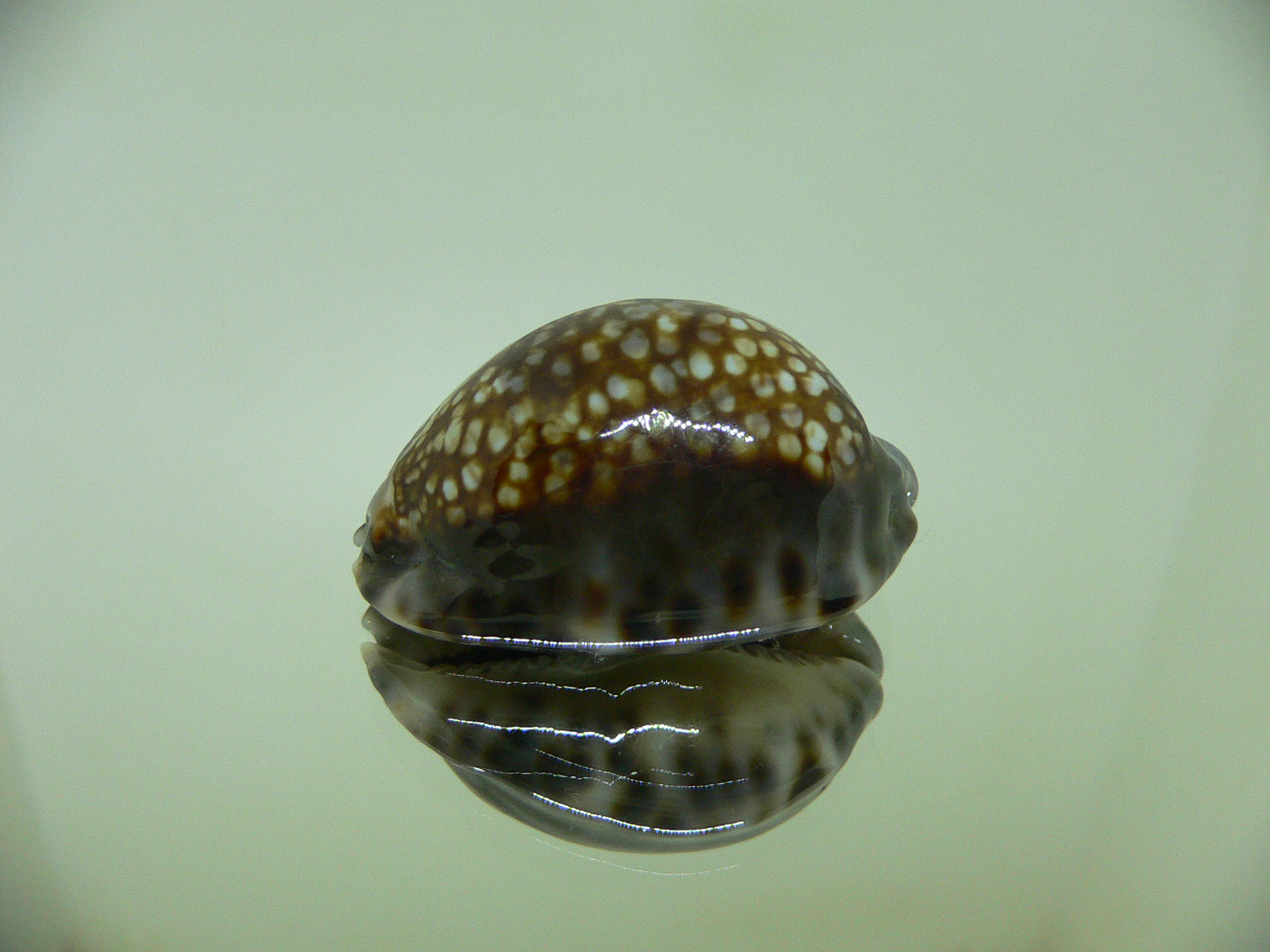 Cypraea depressa depressa DARK