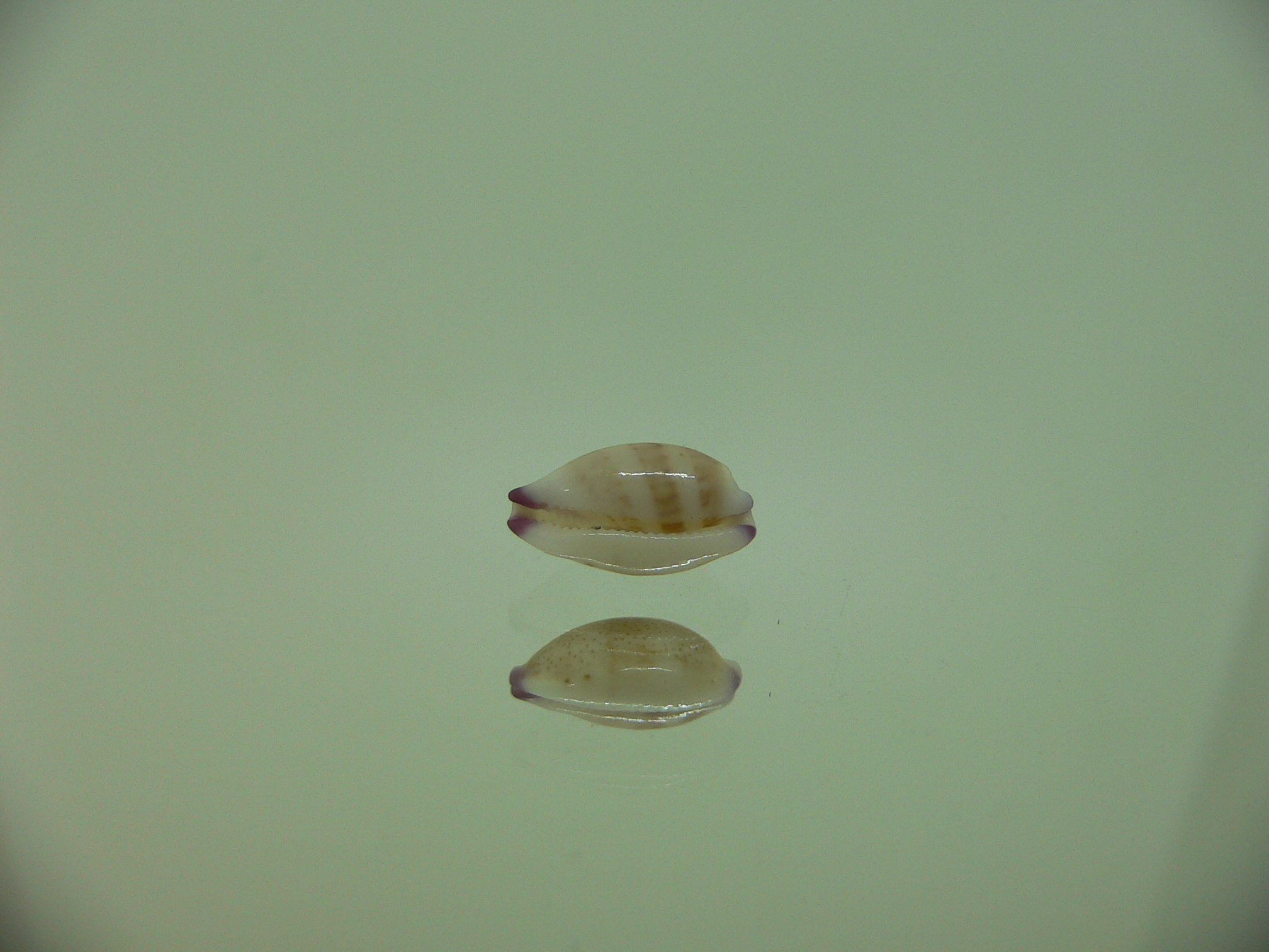 Cypraea microdon microdon 2