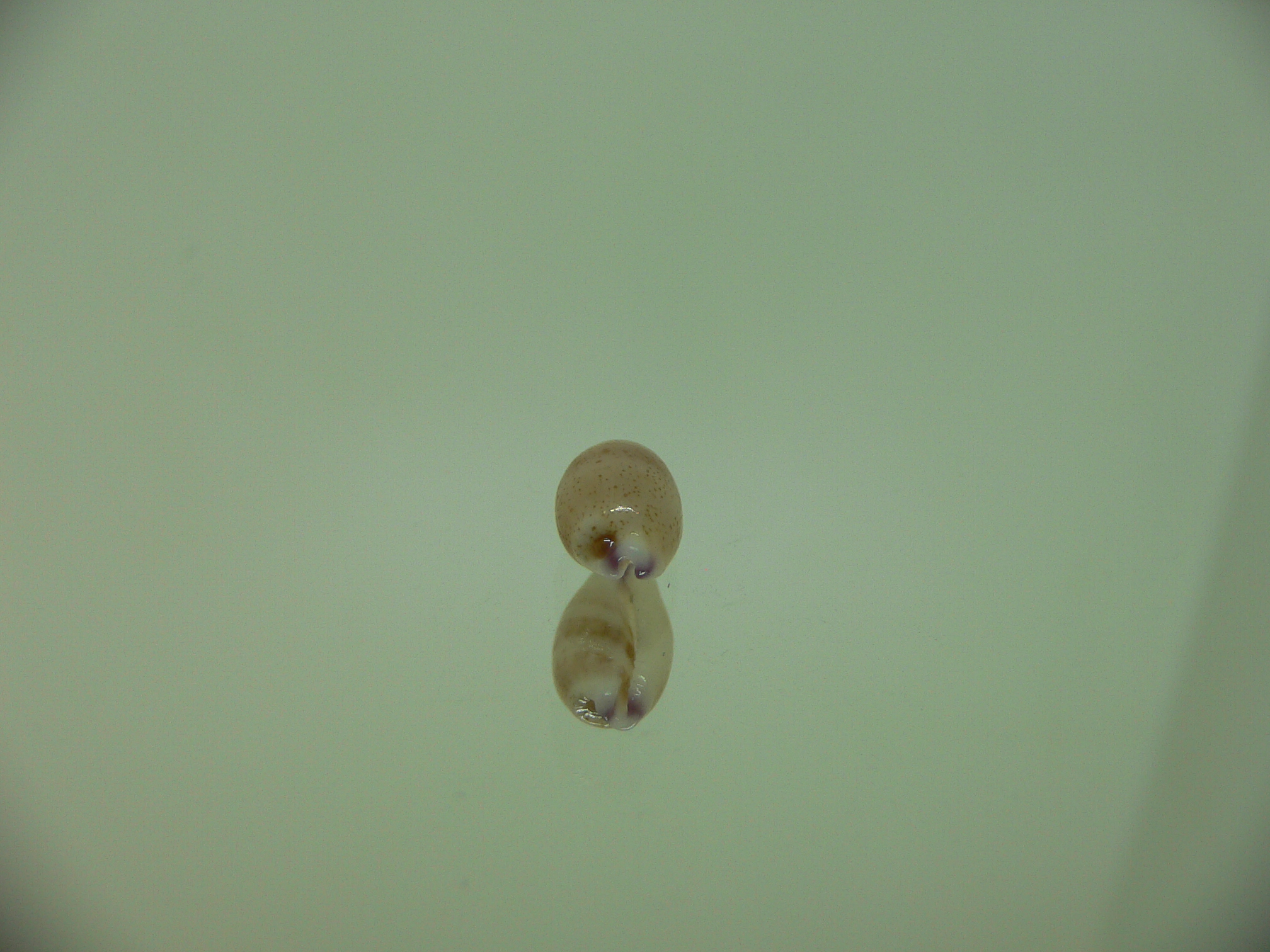 Cypraea microdon microdon 2