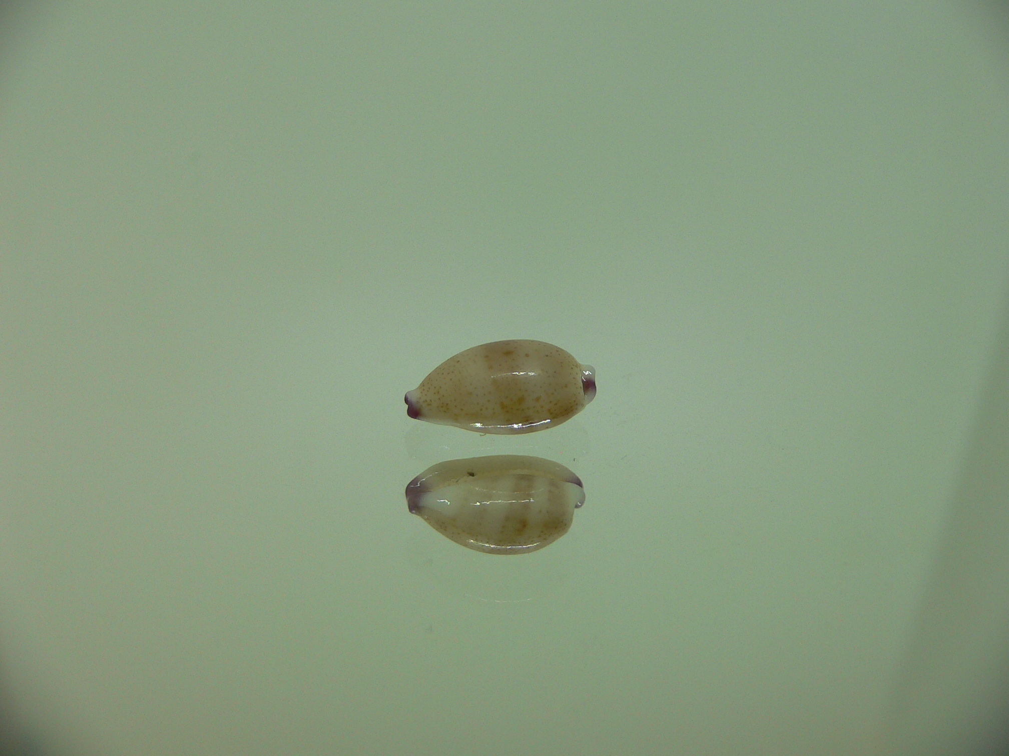 Cypraea microdon microdon 2