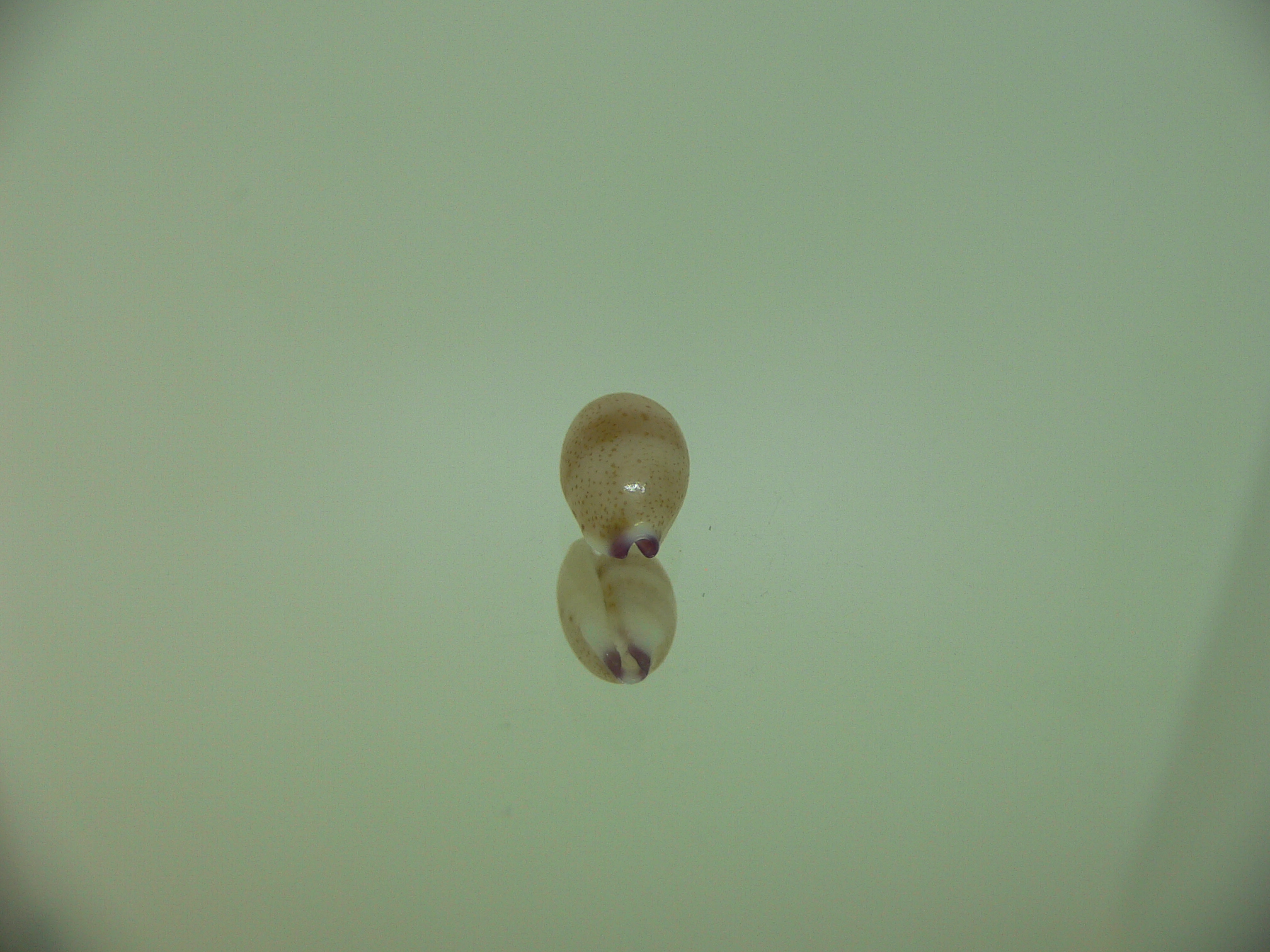 Cypraea microdon microdon 2